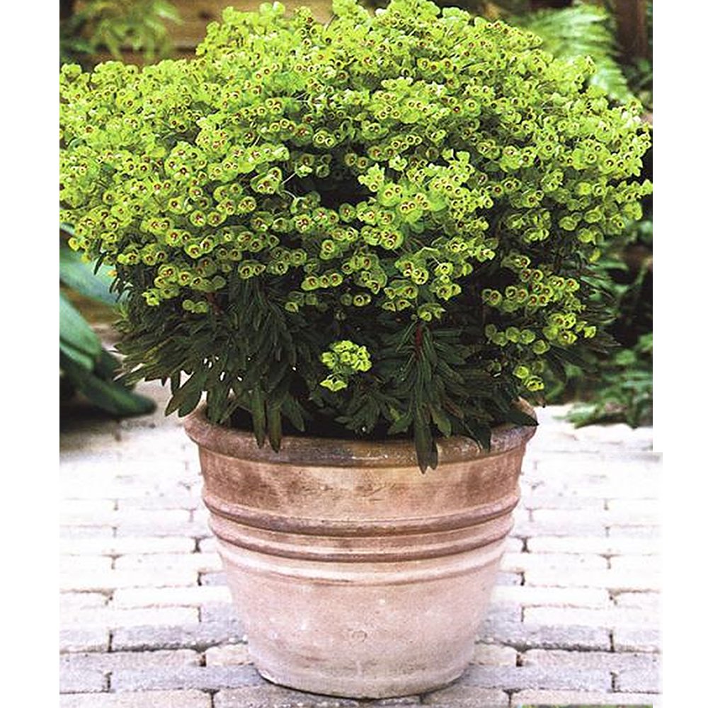 1 X Euphorbia 'MINI Martini' Dwarf Martin's Spurge Evergreen Shrub Plant in Pot