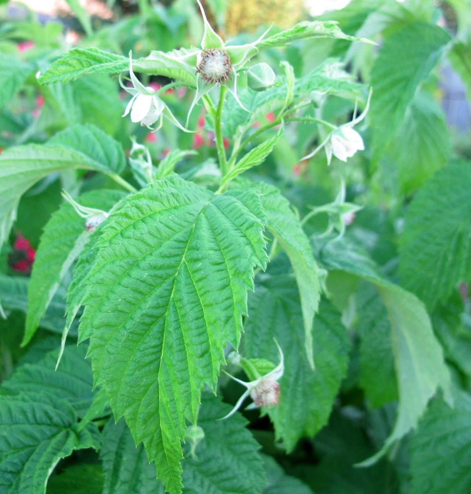 5 Prelude Raspberry Plants-The Earliest of Summer(5 Lrg 2 Yrs Old Canes)Zone 4-8