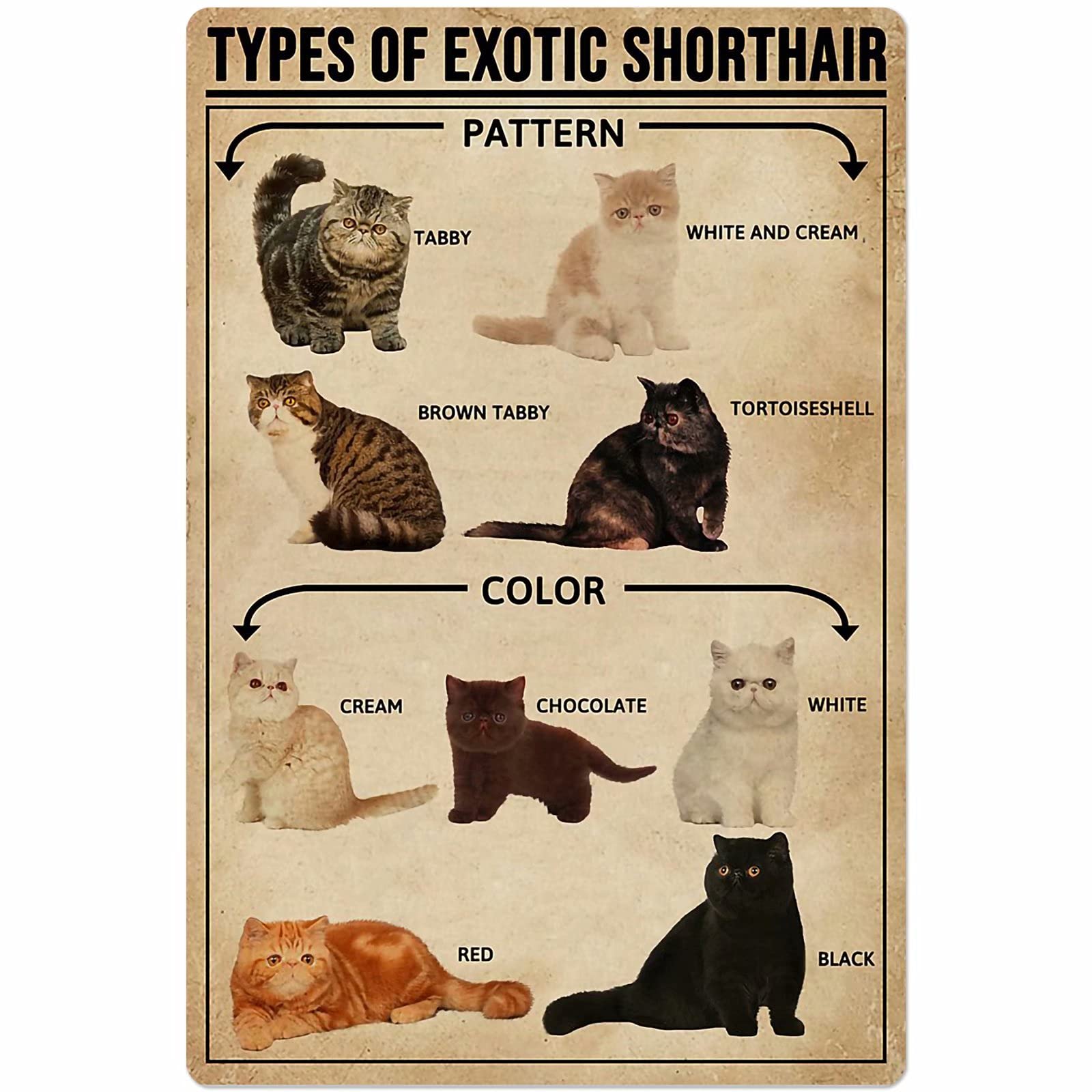 C-03 Types Of Exotic Shorthair Posters Metal Signs Retro Animal Wall Decor Popular Science Knowledge Home Decor Room Decor Printed Plaque 12X17 Inches
