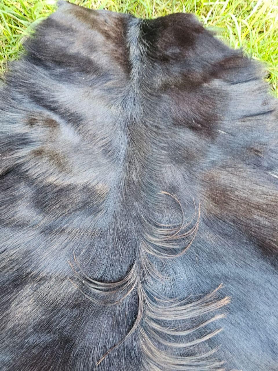 Ziegenfelle Ziegenfell Fell kein Geruch TOP Gerbung Natur SCHNÄPPCHEN (Dunkel Stückpreis, 70-90cm)