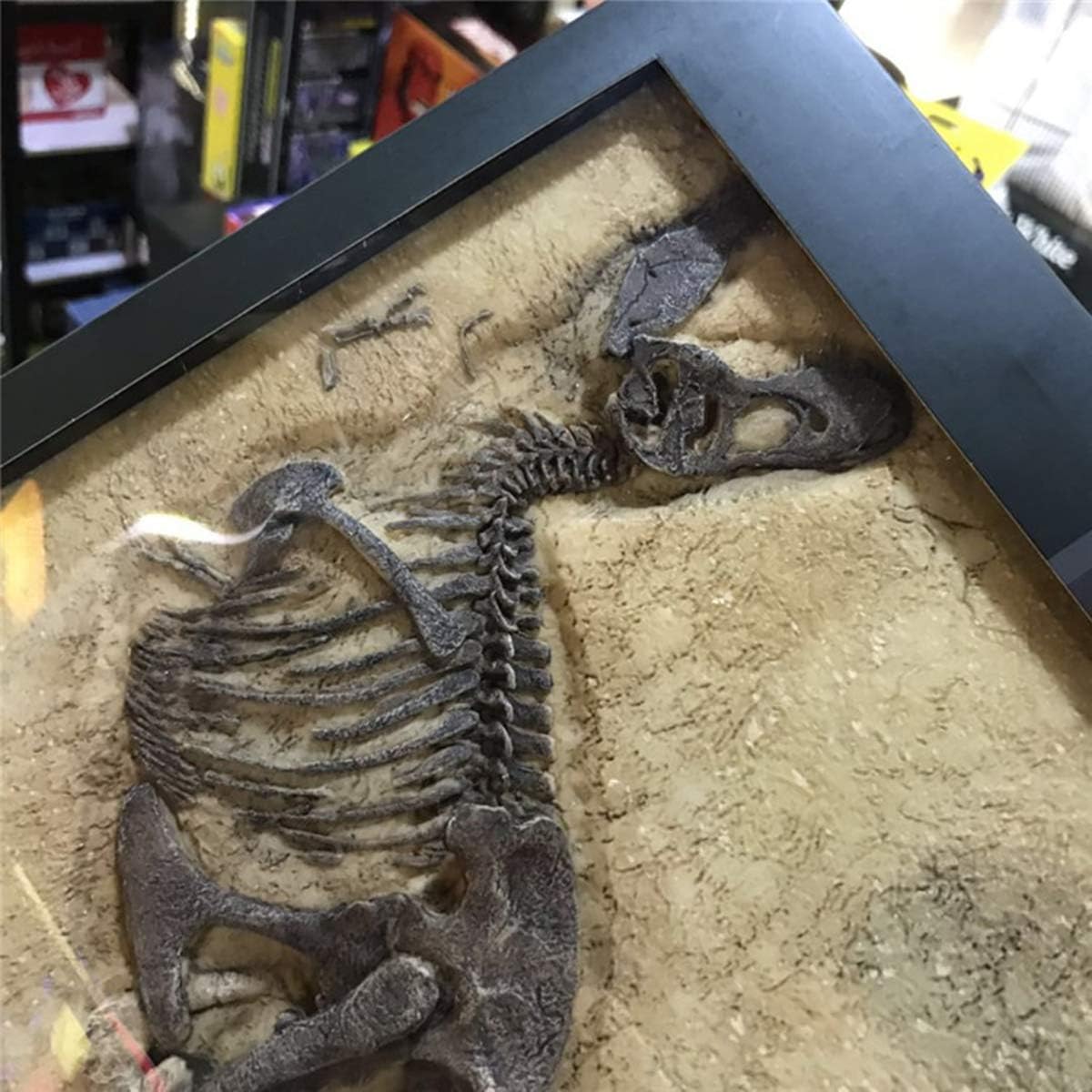 Vitae 14.5” Tyrannosaurus Rex Fossil T-Rex Decor Photo Frame Resin Animal Model Gift