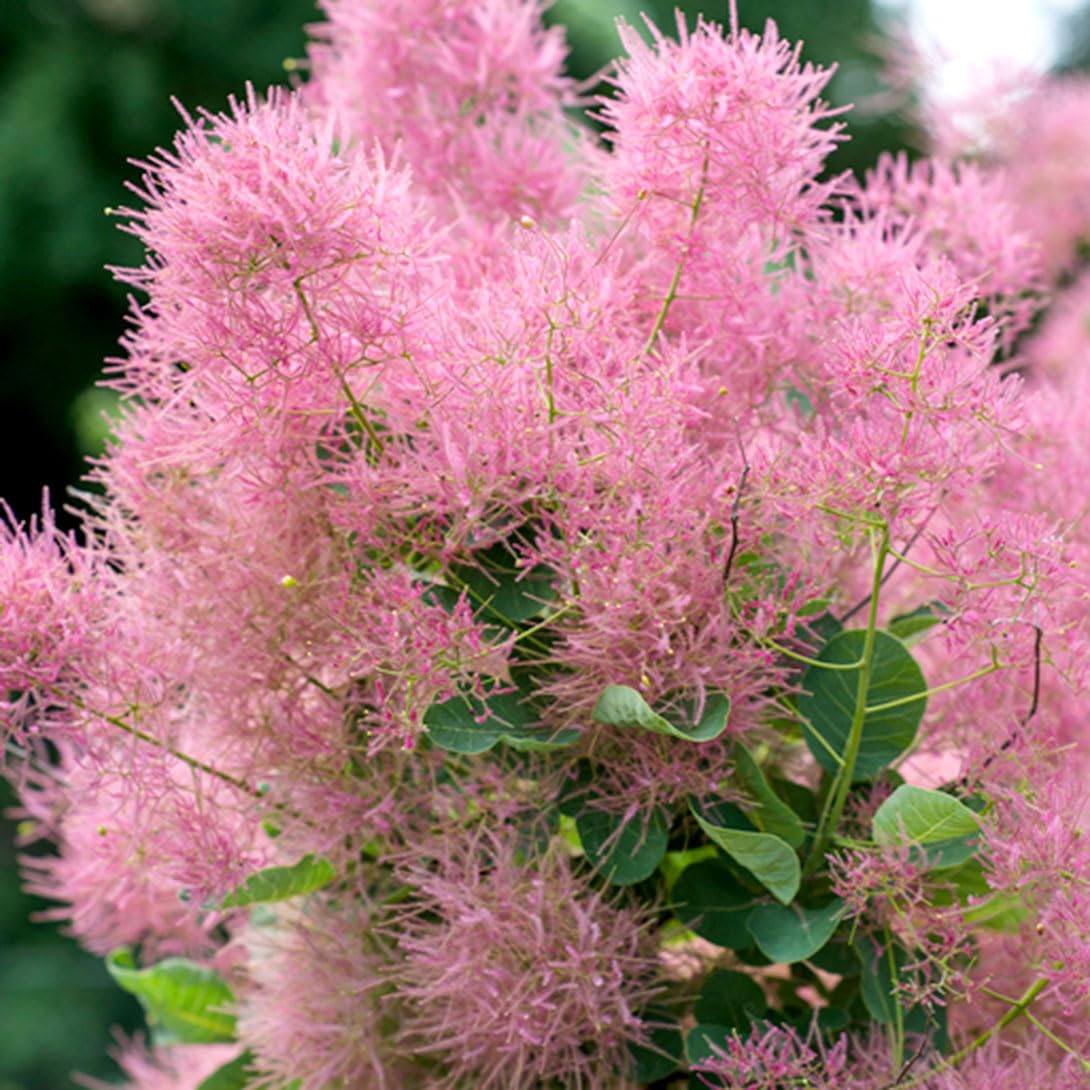 Amazon.co.jp: 花木苗 スモークツリー スモーキージョー外 1株 / 国