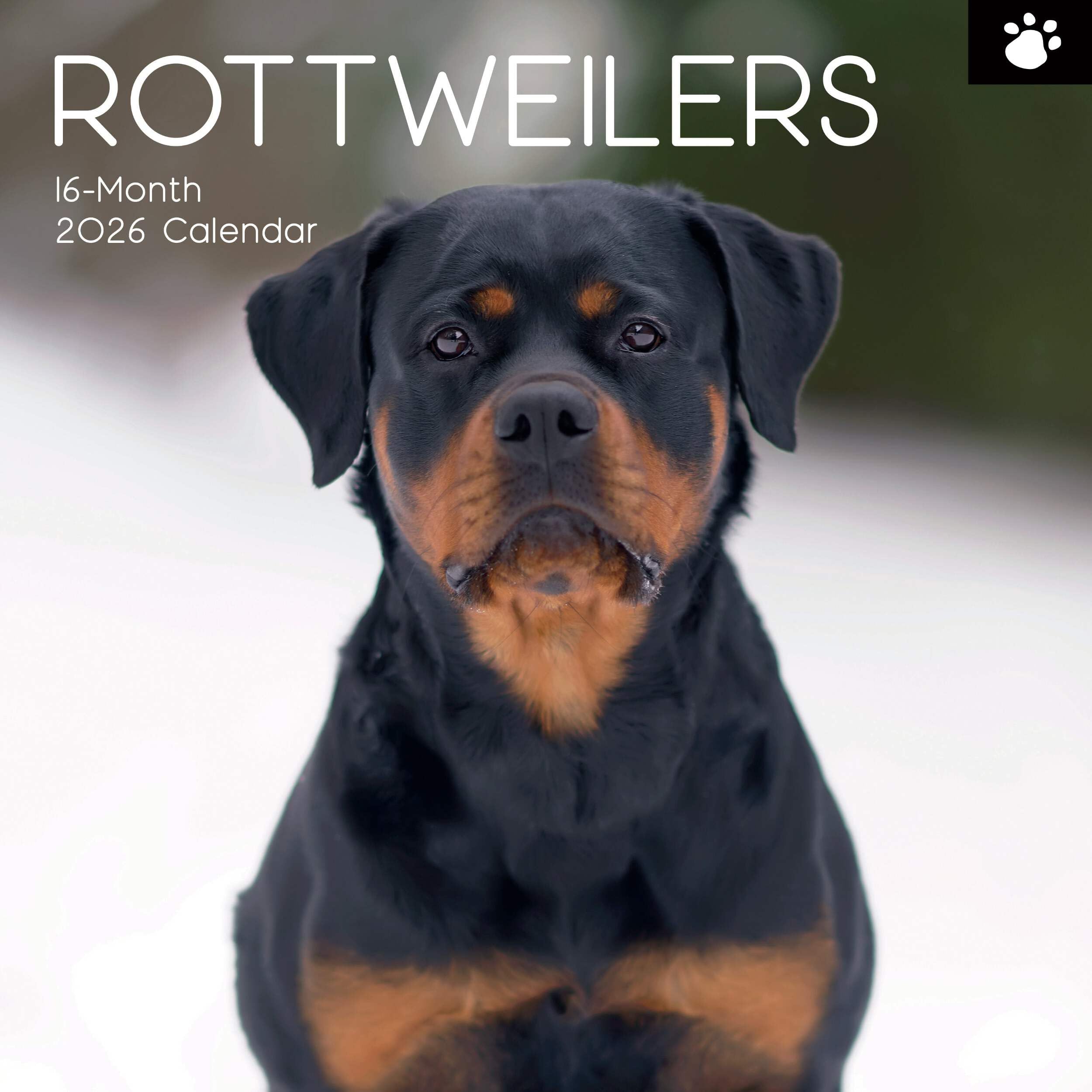 TGSC | Rottweilers 2026 Calendar 16 Month (Sept 2025-Dec 2026) Family Square Wall Calendar 2026 UK | Planner with Large Grid for Home or Office Organisation - Dogs 2026/2025 Calendar UK