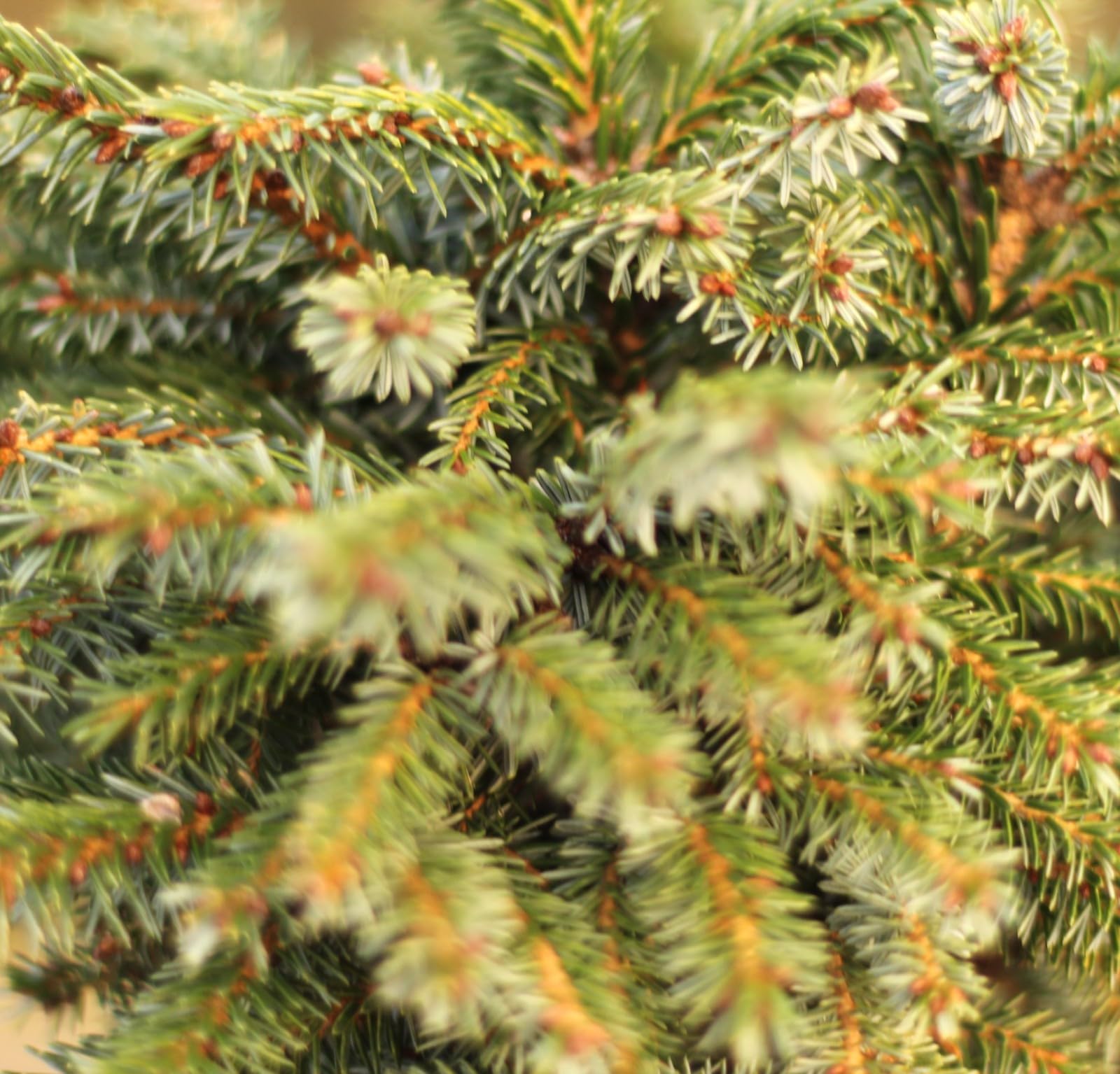 Serbische Fichte Picea Omorika Nana 80-100 cm immergrün und winterhart