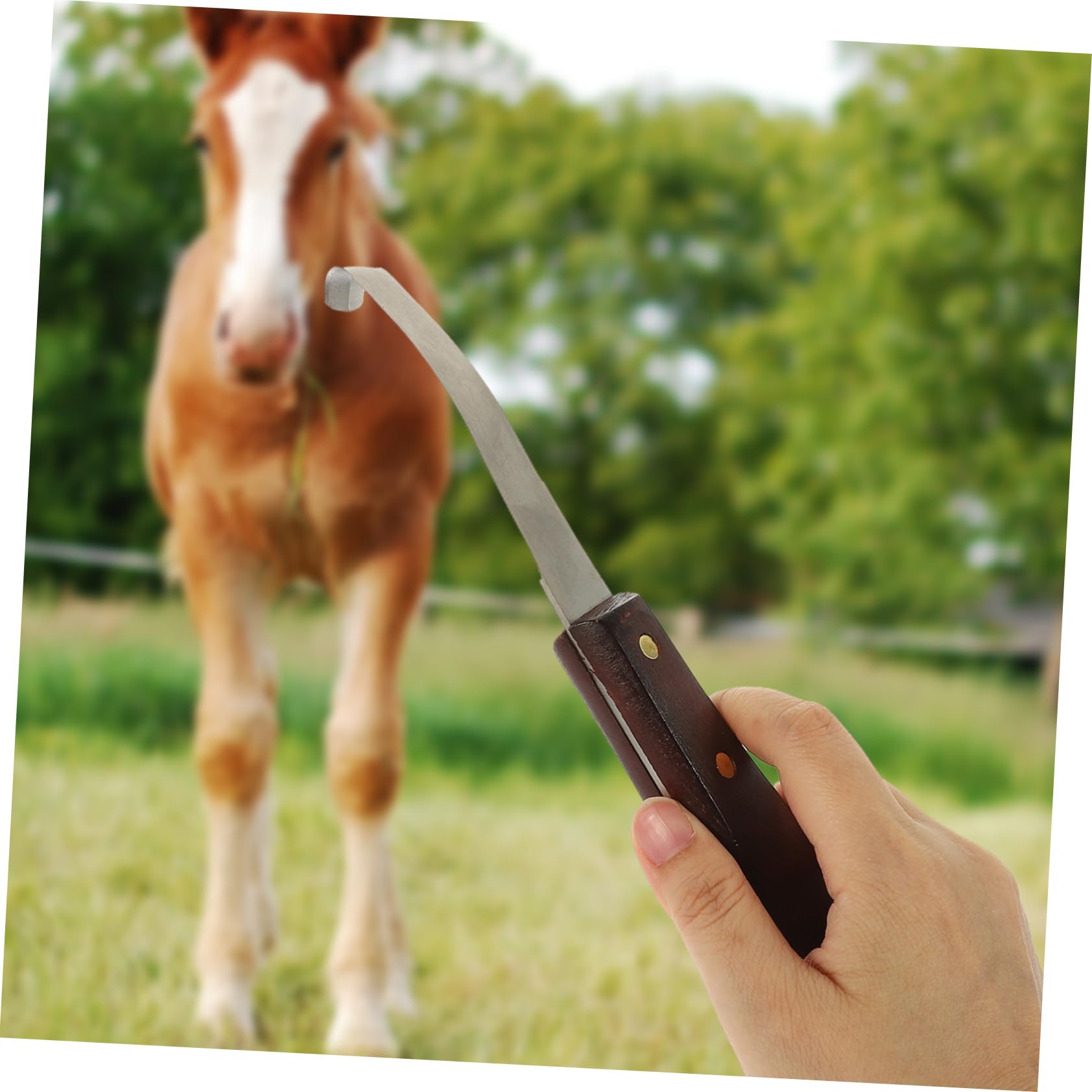 Kisangel Coupe-Sabots Résistant à l'usure, Outil Pratique Professionnel à Double Tranchant en Acier Inoxydable et Bois pour Droitier Soin des Sabots de Chevaux