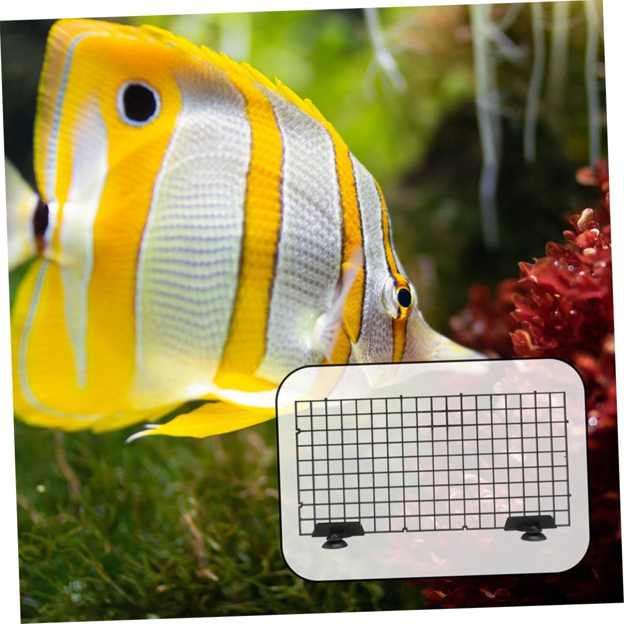 VANZACK 1 Set Aquarium Divider Tray Sturdy Plastic Fish Tank Separator for Isolation Easy Installation Robust Abs Construction Multi Compartment Creation for Fish Management Black