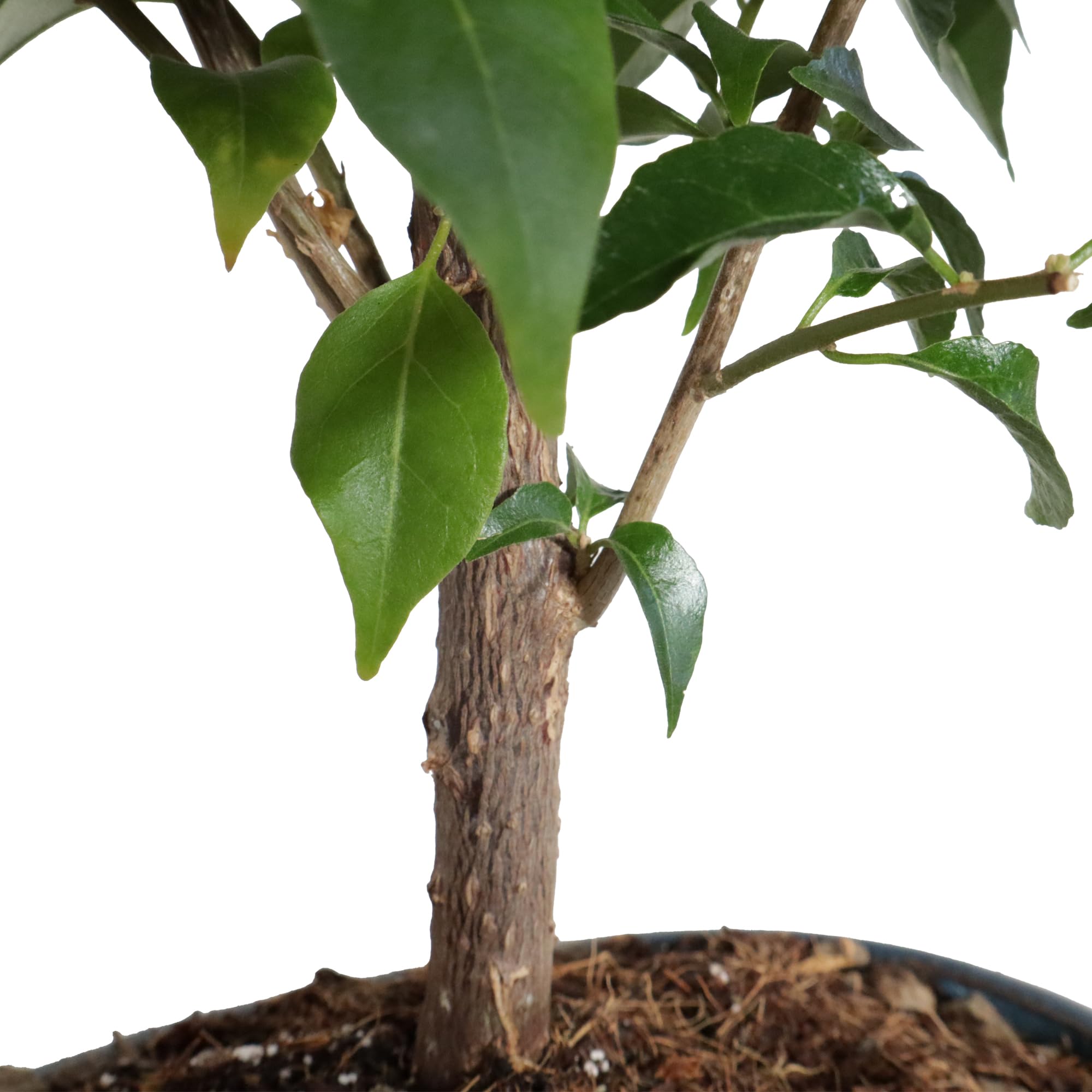 KENTIS - Bougainvillea Sanderiana Bonsai Baum Echt - Drillingsblume Balkon Pflanze - Bougainvillier Blühende Gartenbonsai - H 30/40 cm Topf 19 cm