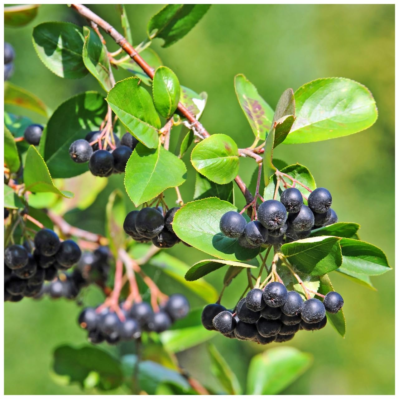 1 Aronia Melanocarpa Fruit Bushes 2ft 'Superfood with Antioxidants' Chokeberry 3fatpigs®