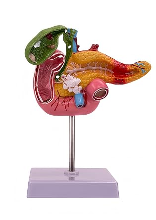 Hepatobiliary Pancreas Model with Gallstones - Gallbladder Surgery Training Kit - Medical School Teaching Aid for Gastroenterology & Digestive System Biology