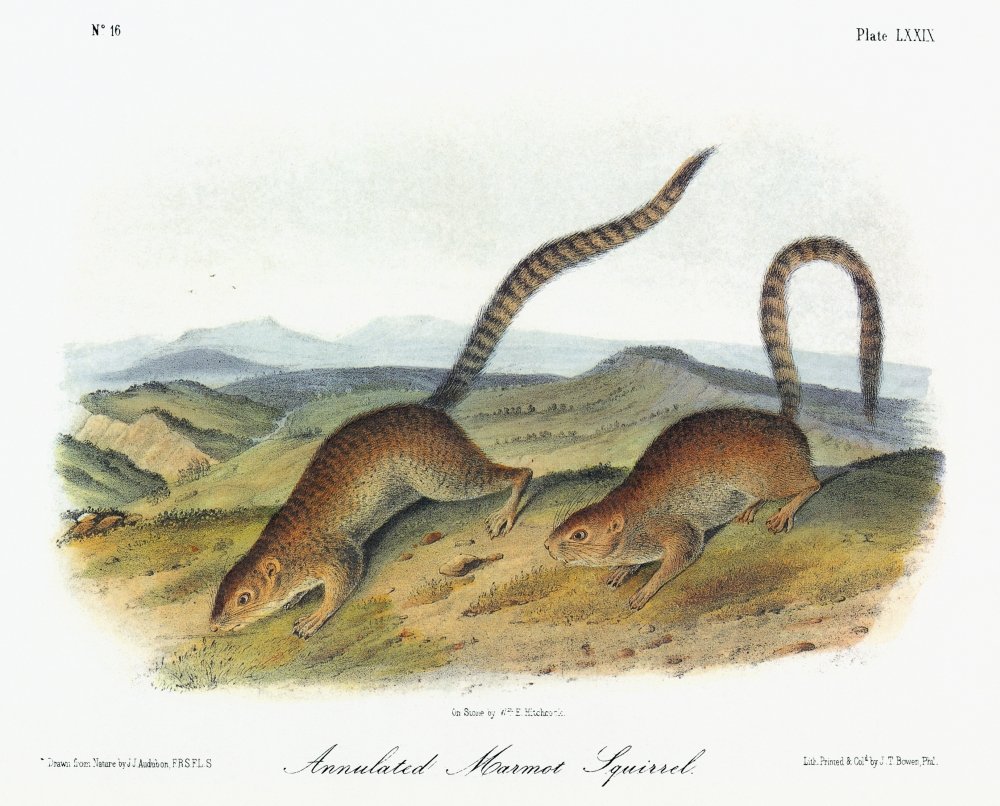 Audubon Squirrel Nring-Tailed Ground Squirrel Or Annulated Marmot Squirrel (Notocitellus Annulatus Formerly Spermophilus Annulatus) Lithograph C1851 After A Painting By John James Audubon For His Vivi