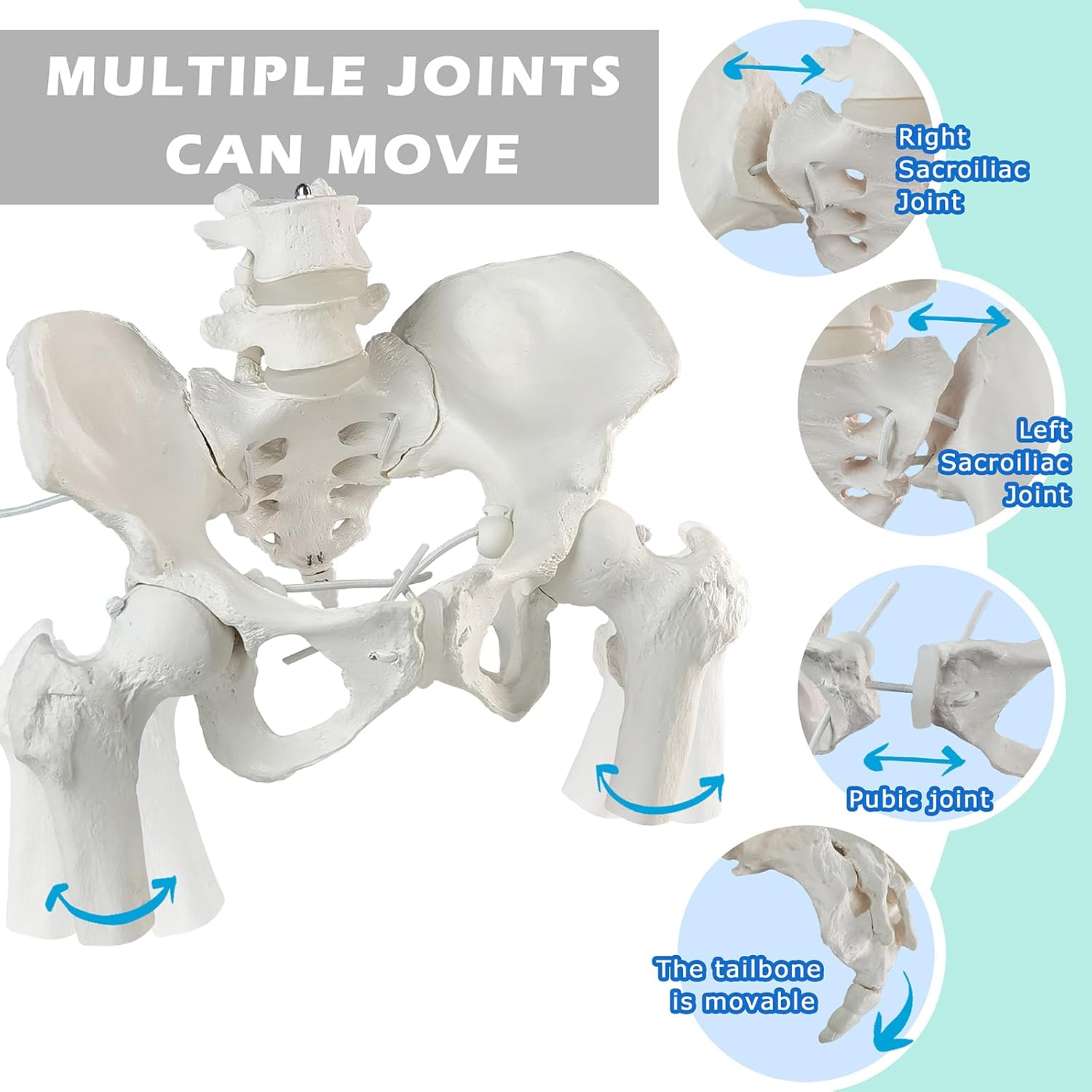 Movable Female Pelvis Model w/Elastic Two Movable Femur Heads and Joints, Life Size Female Pelvic Anatomy Model for Science Education, Midwife in Obstetrics, Gynecology Patient Communication