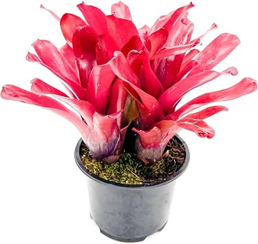 ragnaroc Bromeliad Neoregelia