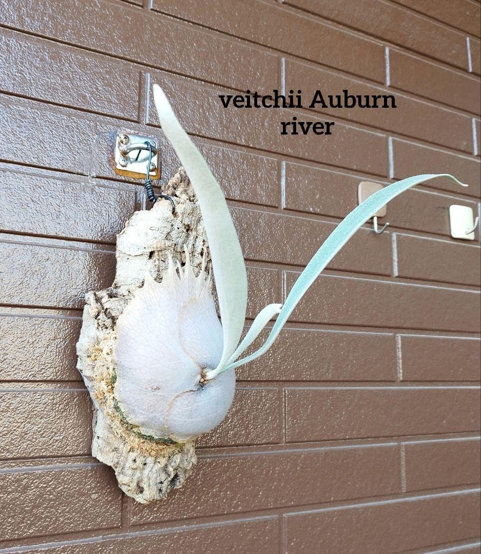 veitchii Auburn river (oc) ビカクシダ NO.3