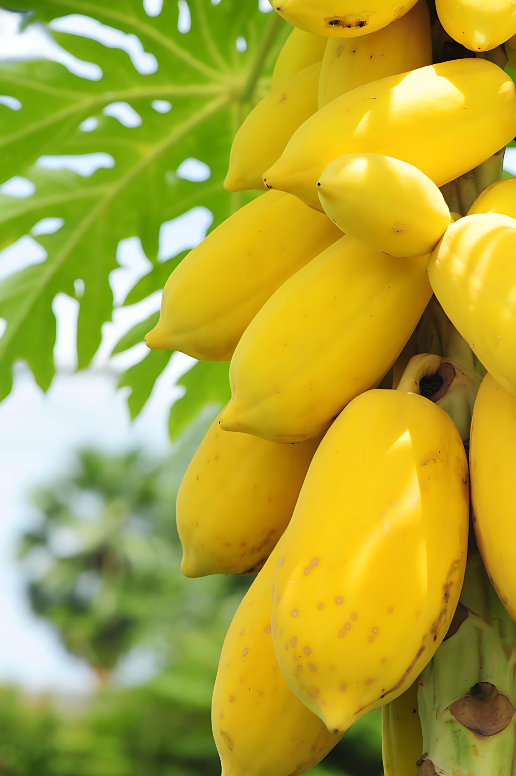 See full amazon price history chart for Yellow Papaya Seeds, Papita Seeds 100% germanition 330 seeds Yellow Papaya Seeds, Papita Seeds 100% germanition 330 seeds (B0CPTZ3PN5) Amazon Price History, Amazon Price Tracker
