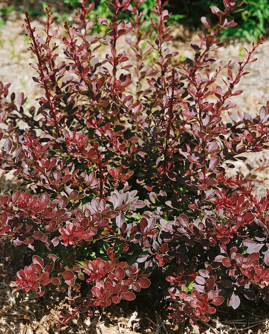 Berberitze Berberis thunbergii Golden Ring 40-60 cm winterhart
