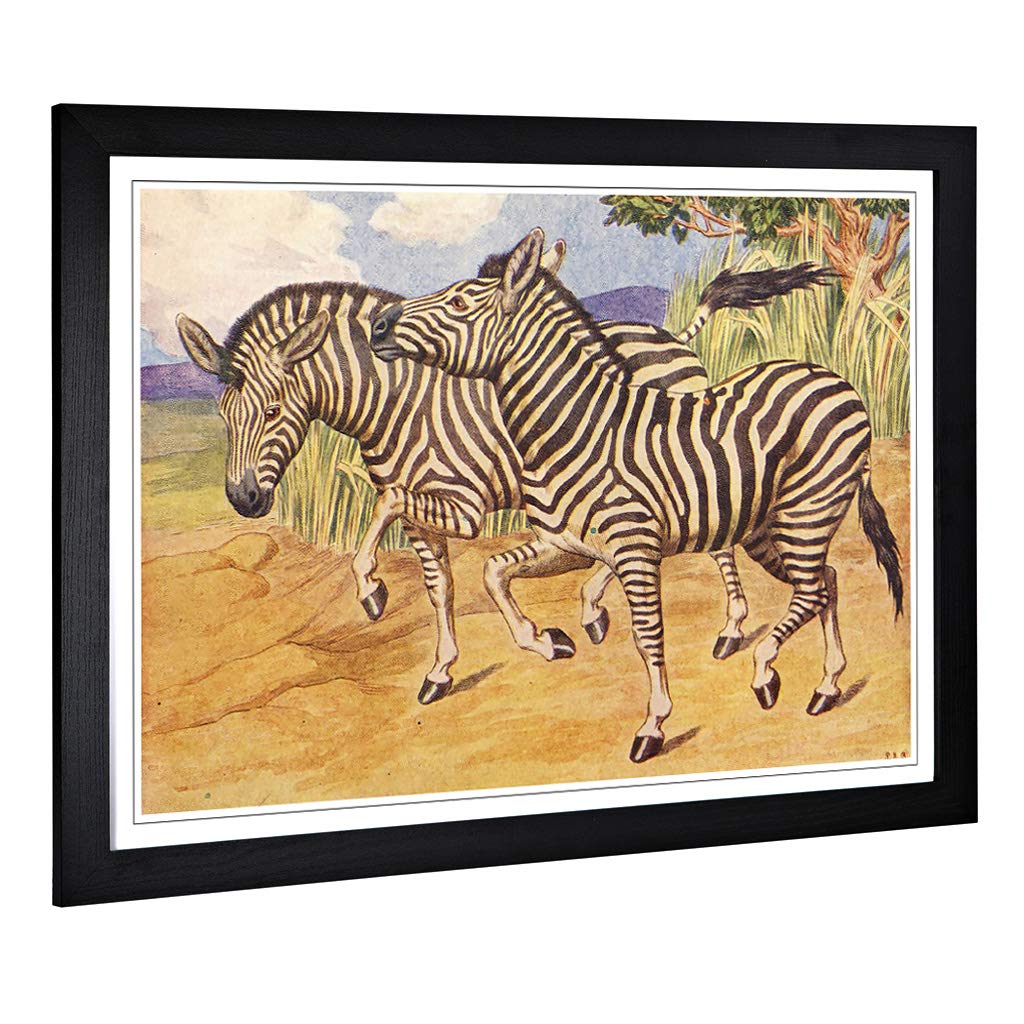 Big Box Art Framed Print of Vintage Percy J Billinghurst Zebras Design | Wall Art Picture | Home Decor for Kitchen, Living Room, Bedroom, Hallway, Black, A2 / 24.5x18 Inch / 62x45cm