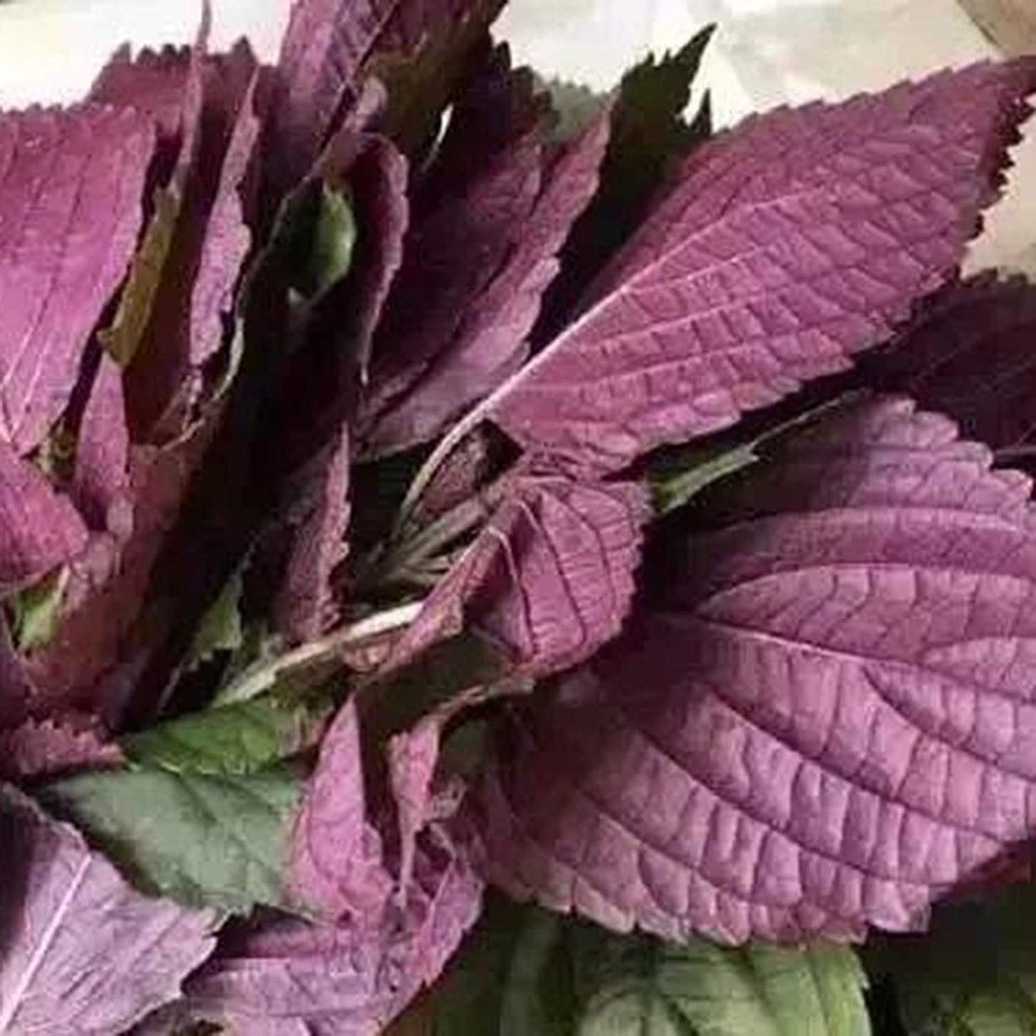 See full amazon price history chart for VibeX Perilla Seeds for Garden Purple Basil-500 Seeds VibeX Perilla Seeds for Garden Purple Basil-500 Seeds (B0B9Y4NVNY) Amazon Price History, Amazon Price Tracker
