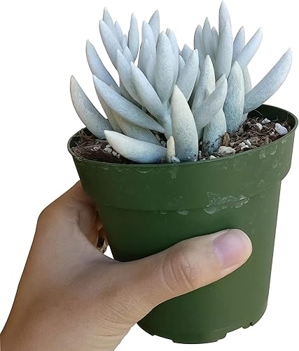 Miniatura 4 de Senecio haworthii - Planta de capullo blanco en polvo (2 pulgadas)  Plantas suculentas vivas, plantas suculentas totalmente enraizadas, planta de