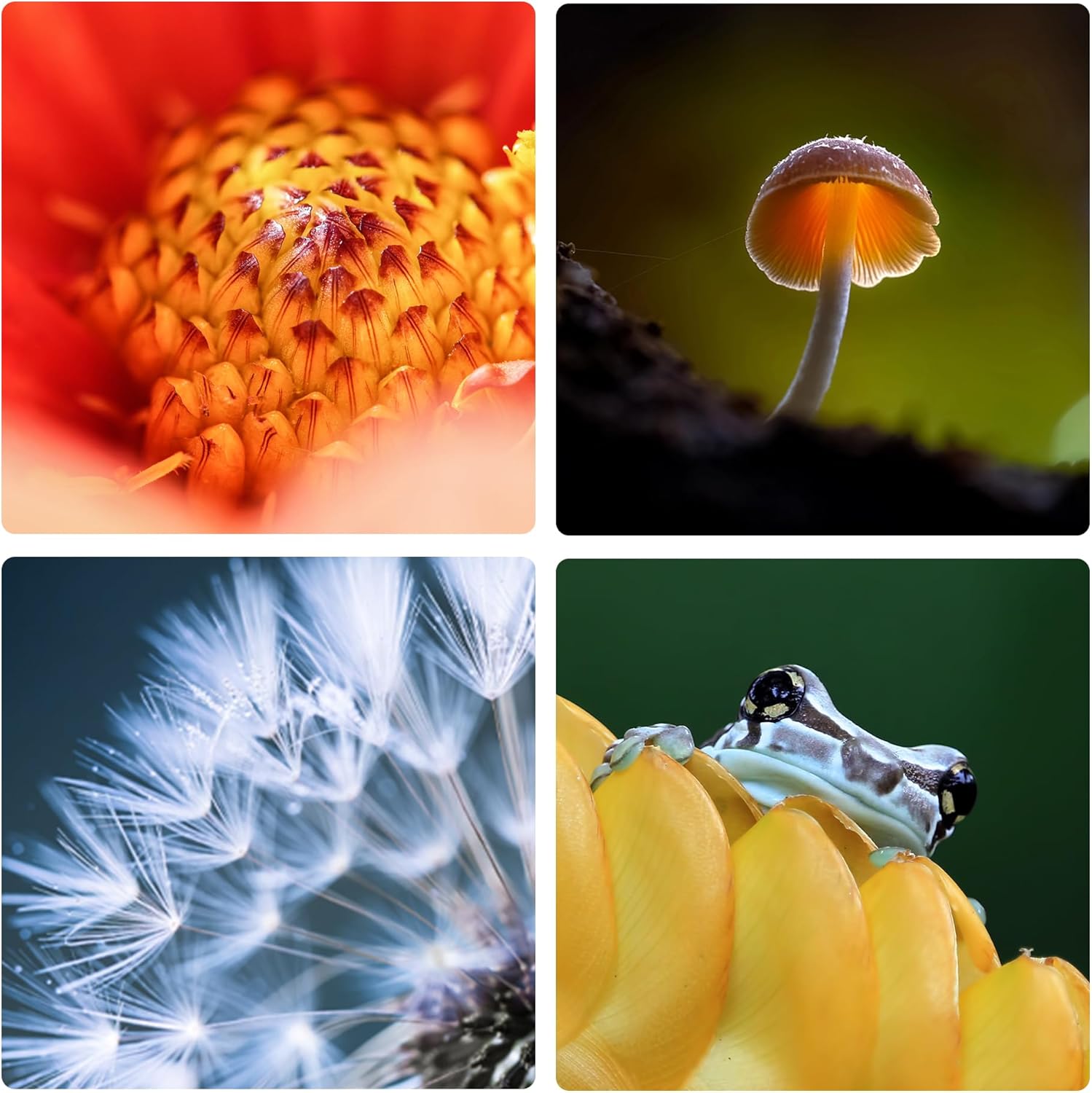 VILTROX DG-Z Auto Focus Macro Extension Tube Ring Set Compatible with Nikon Z-Mount Mirrorless Cameras Zfc Z5 Z50 Z6 Z6II Z7 Z7II for Macro Photography(12mm 24mm)