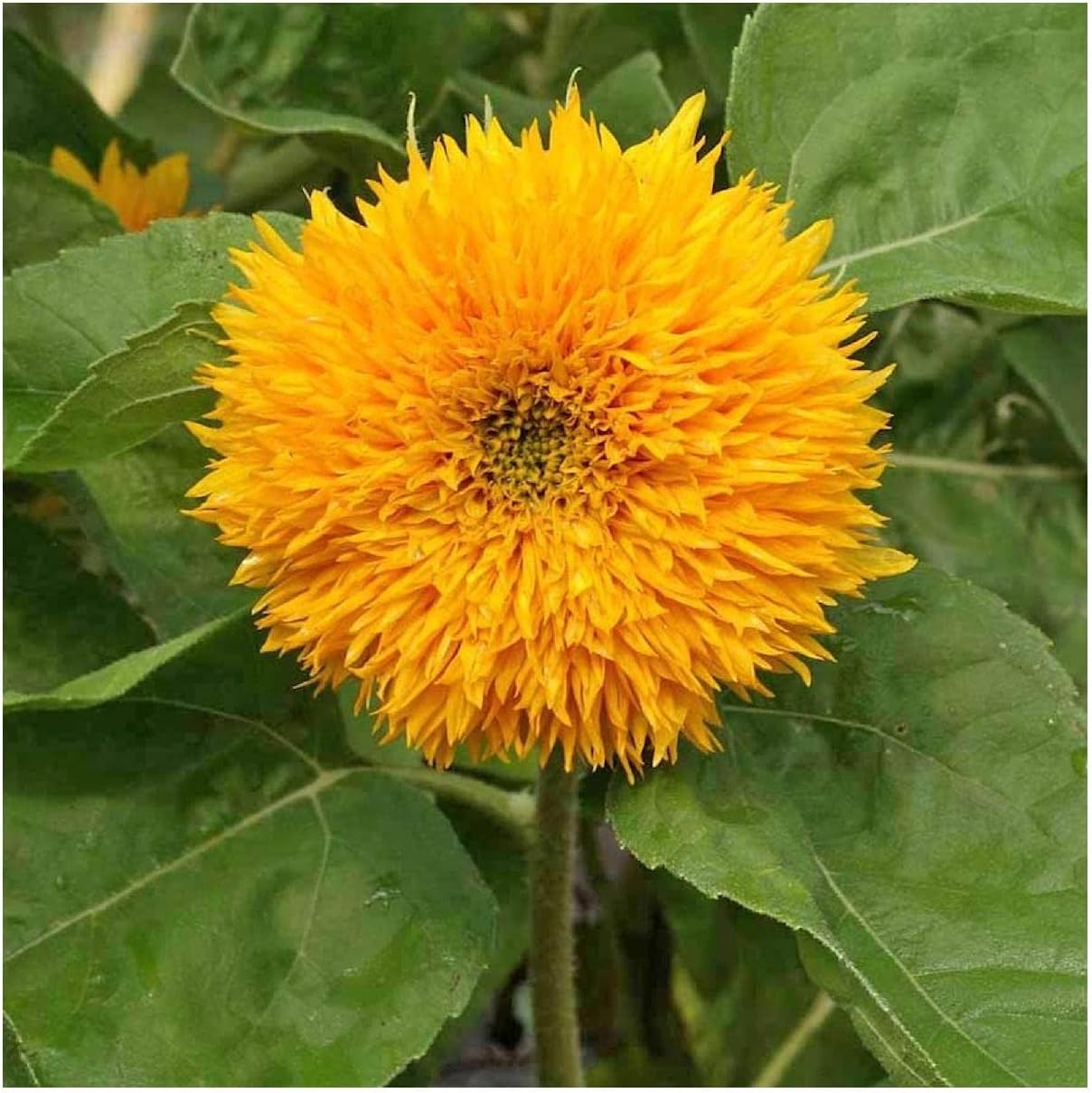 Everwilde Farms - 1 Lb Dwarf Sungold Sunflower Wildflower Seeds - Gold Vault