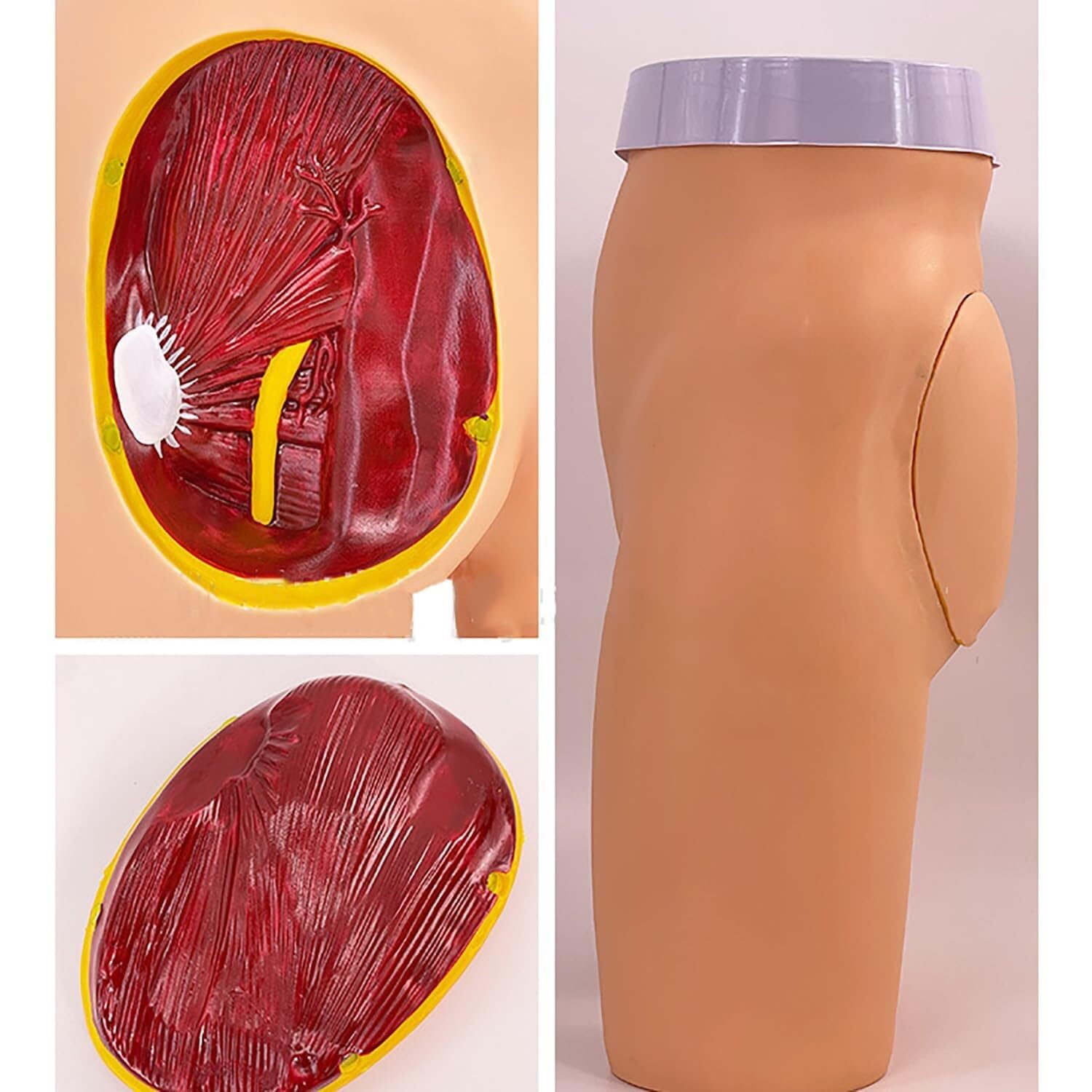 Anatomiczny model treningowy do edukacji medycznej, 3 metody praktyki, trwały materiał z tworzywa sztucznego, przejrzyste narzędzie obserwacyjne dla studentów i pielęgniarek
