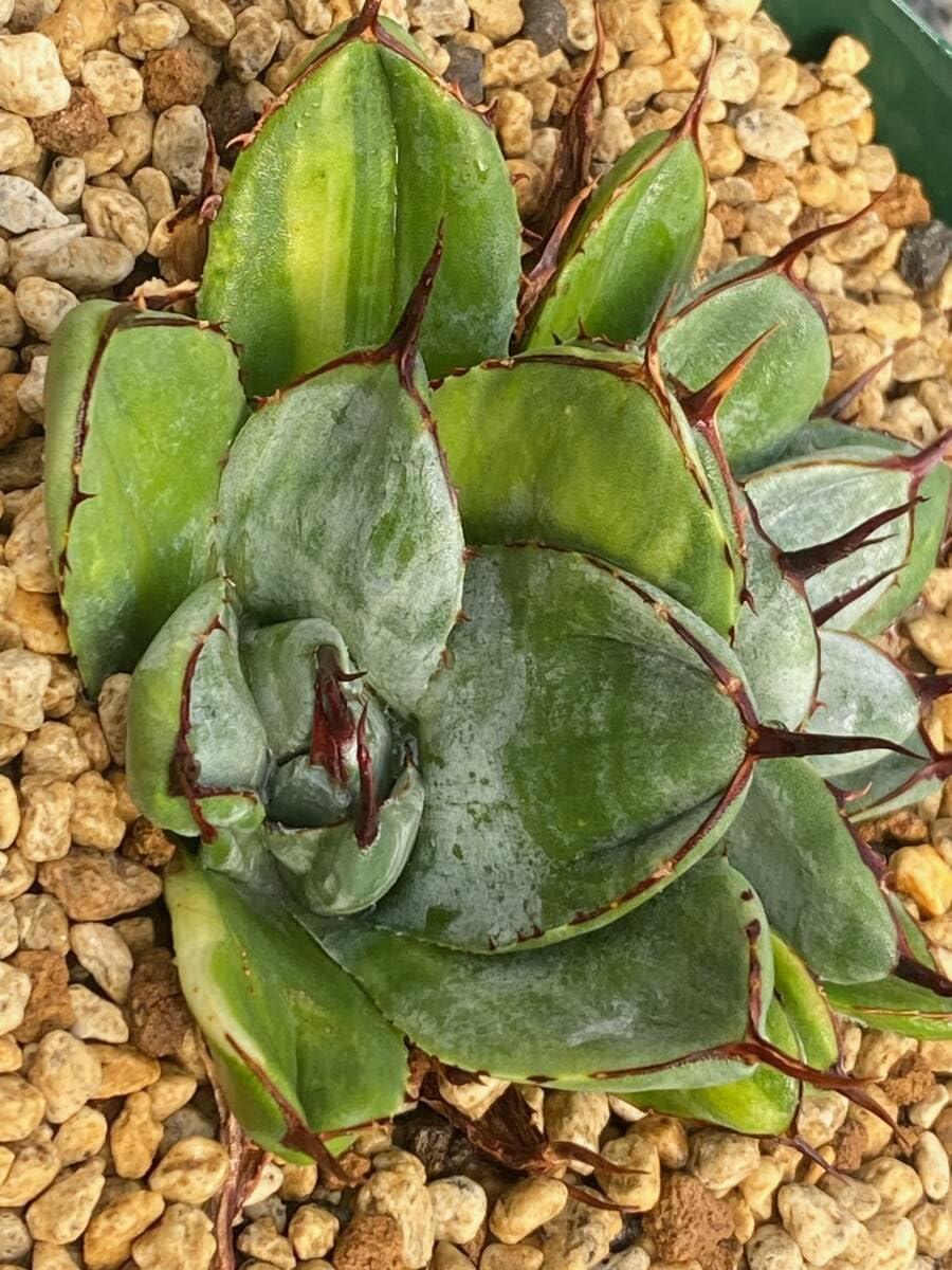 Amazon.co.jp: アガベ パリー トランカータ 綴化 “ベッドオブネイルズ  