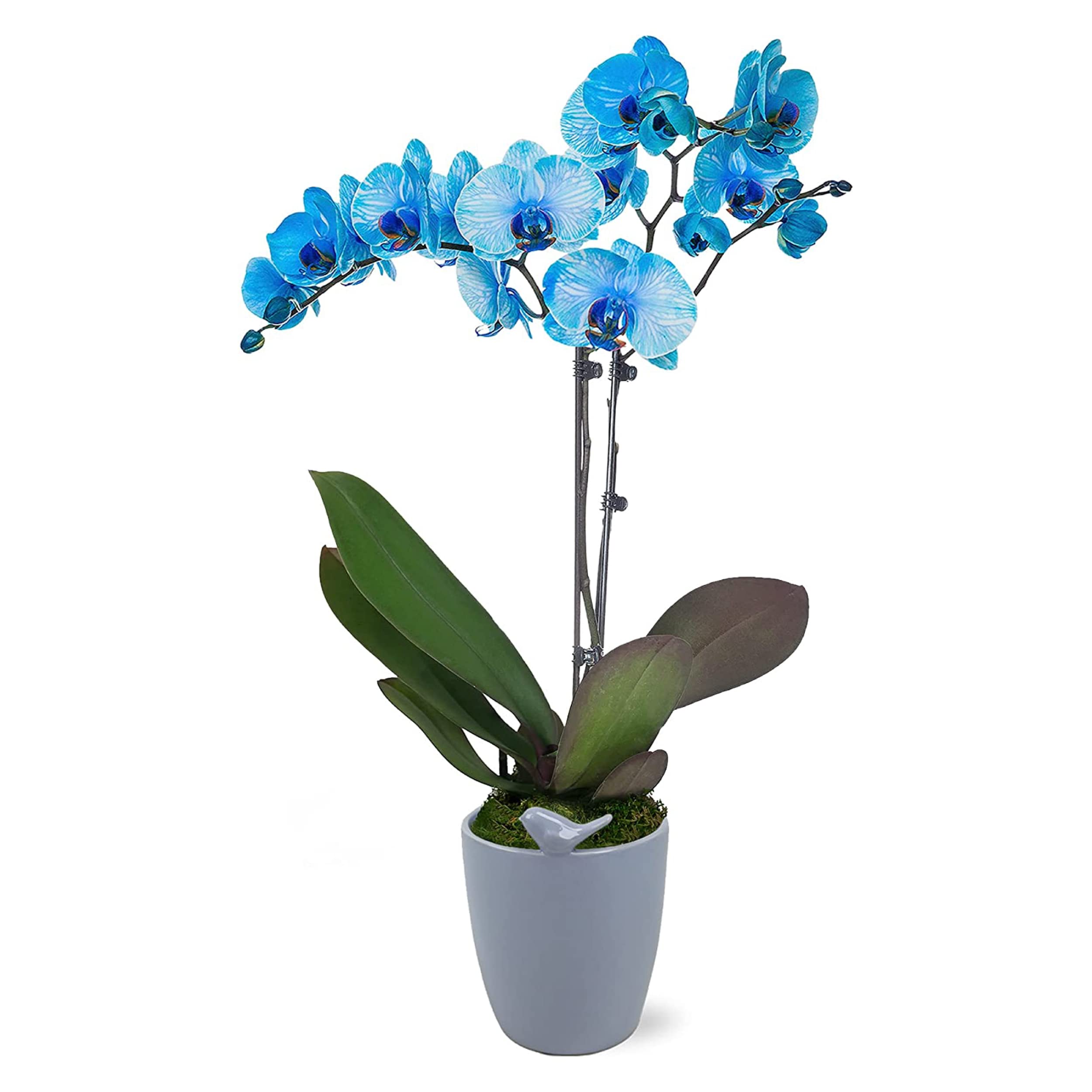 Plants & Blooms Shop and Blooms Shop Orchid Plant – Easy Care Live Plants, 5” Diameter, Blue Waterco
