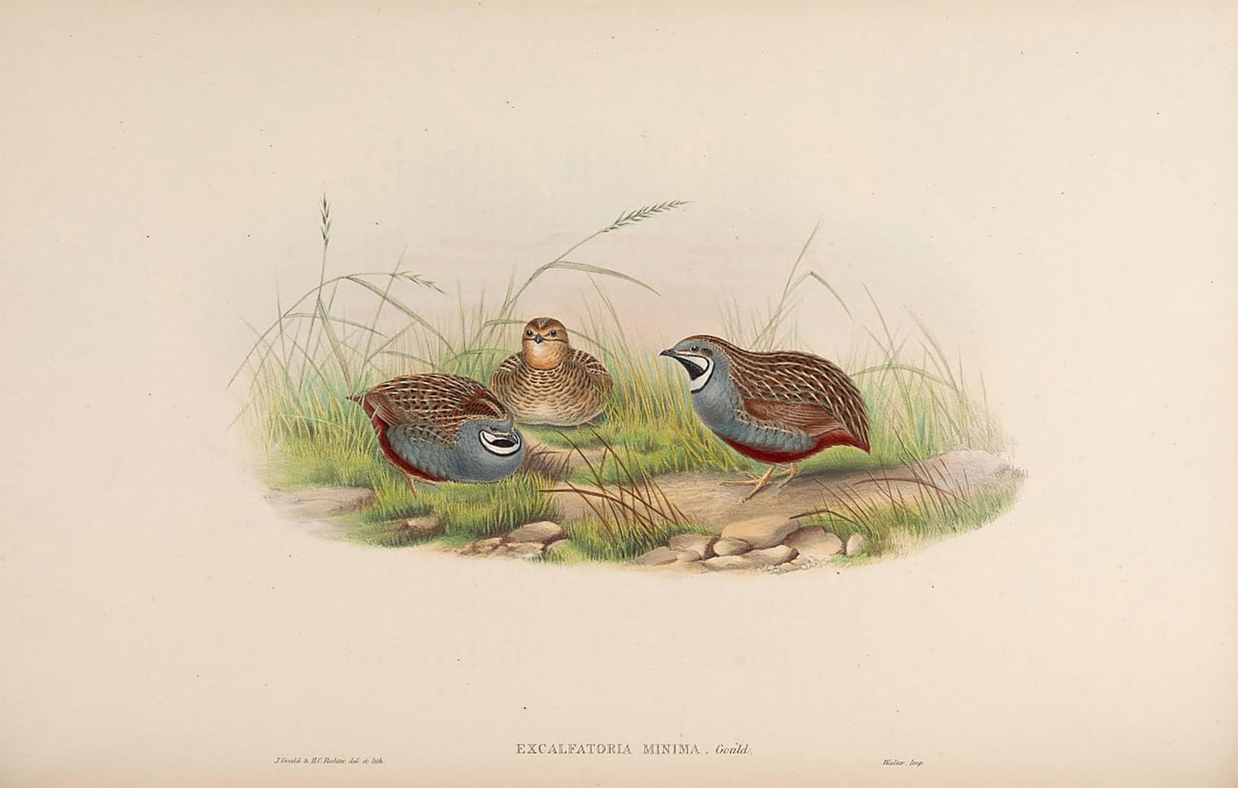 Affiche oiseau John Gould décoration murale moderne 60x90cm - 5