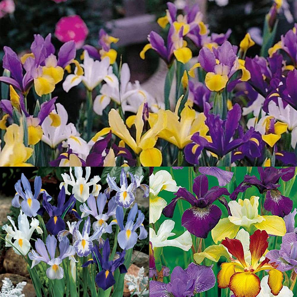 15 x Dutch Iris Mixed - Exotic Hardy Plants - Easy to Grow, Dependable & Pretty Colours - First Iris to Bloom in Spring - True Classic Thrive in Any Condition- for Your Beautiful Garden