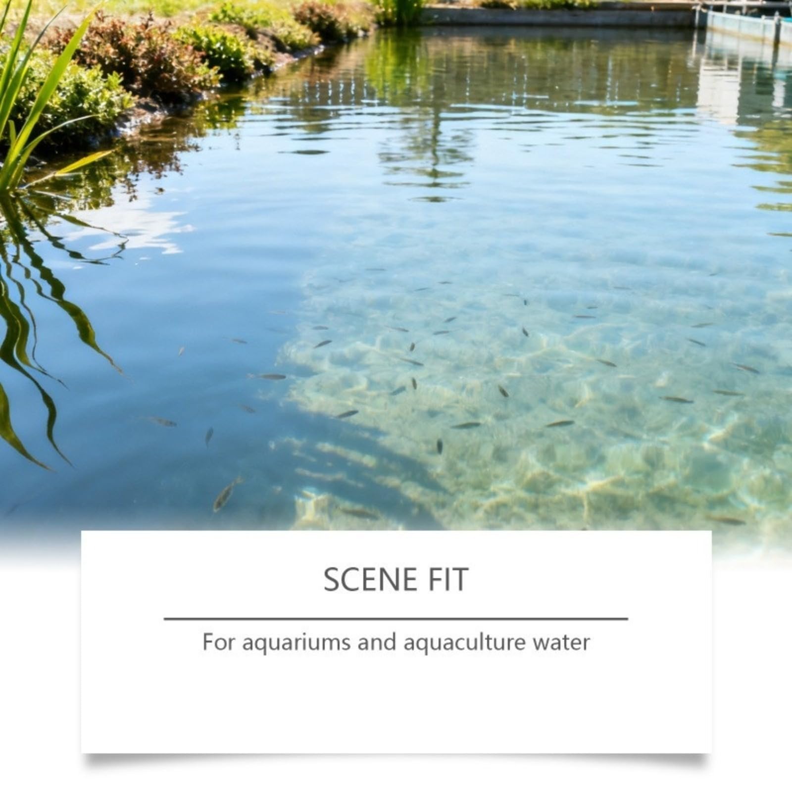 Polvere chiarificante d'acqua per acquacoltura – Prodotto per il trattamento dell'acqua per bacini di pesca e shrimpicultura – Formula sicura ed efficace
