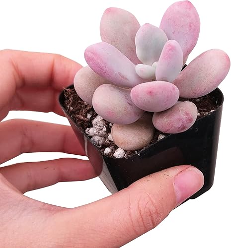 Miniatura 2 de Moonstones Pachyphytum 2 pulgadas - Suculenta saludable, rara e inusual, viva de fácil cuidado, planta interior de casa, totalmente arraigada en