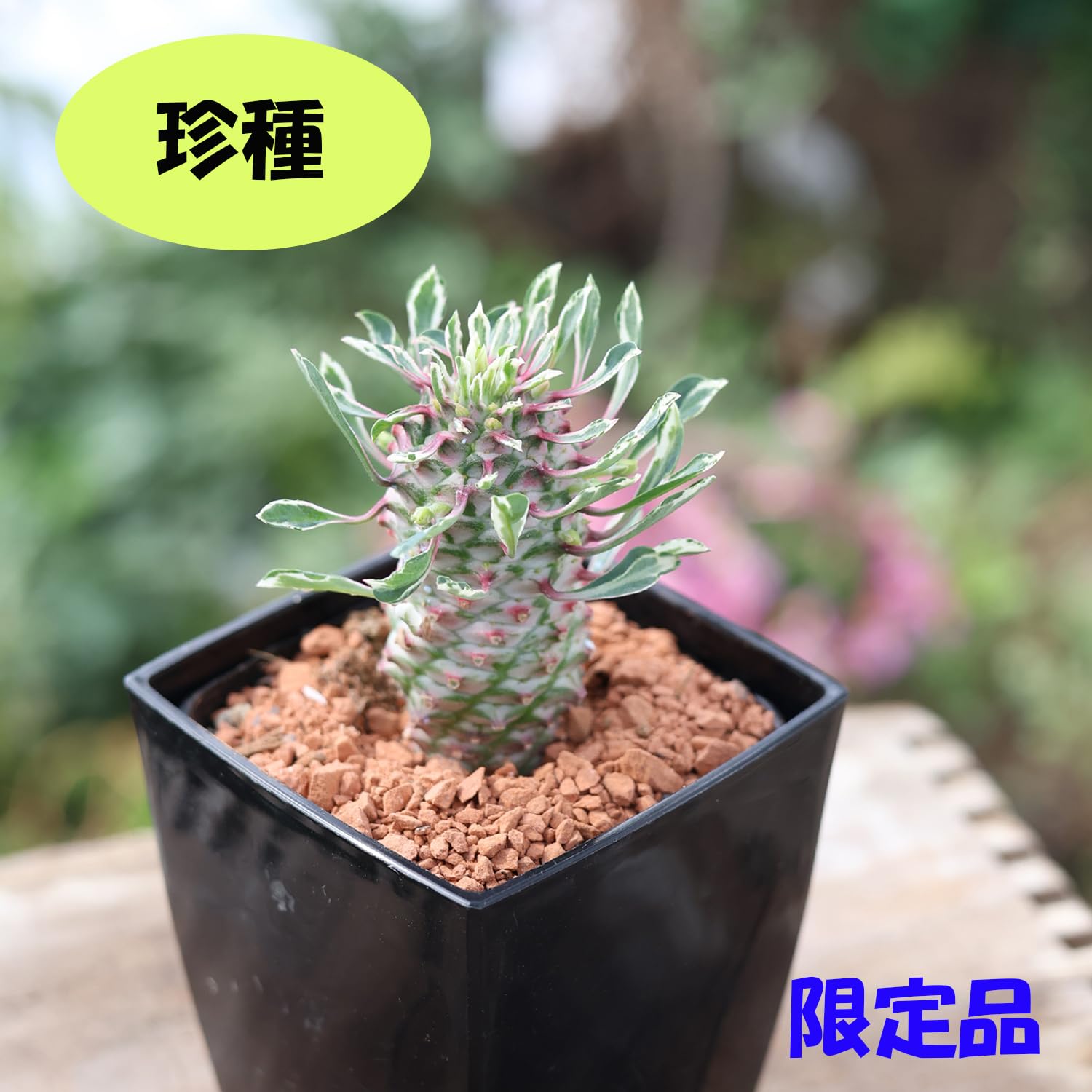多肉植物^o^  パイナップルコーン 多肉植物^o^ パイナップルコーン