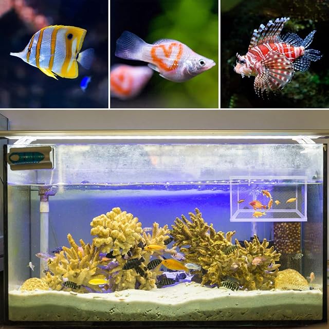 Foto 7 de 7 de Incubadora de Peces de Acuario 2 Piezas Caja de Aislamiento de Peces