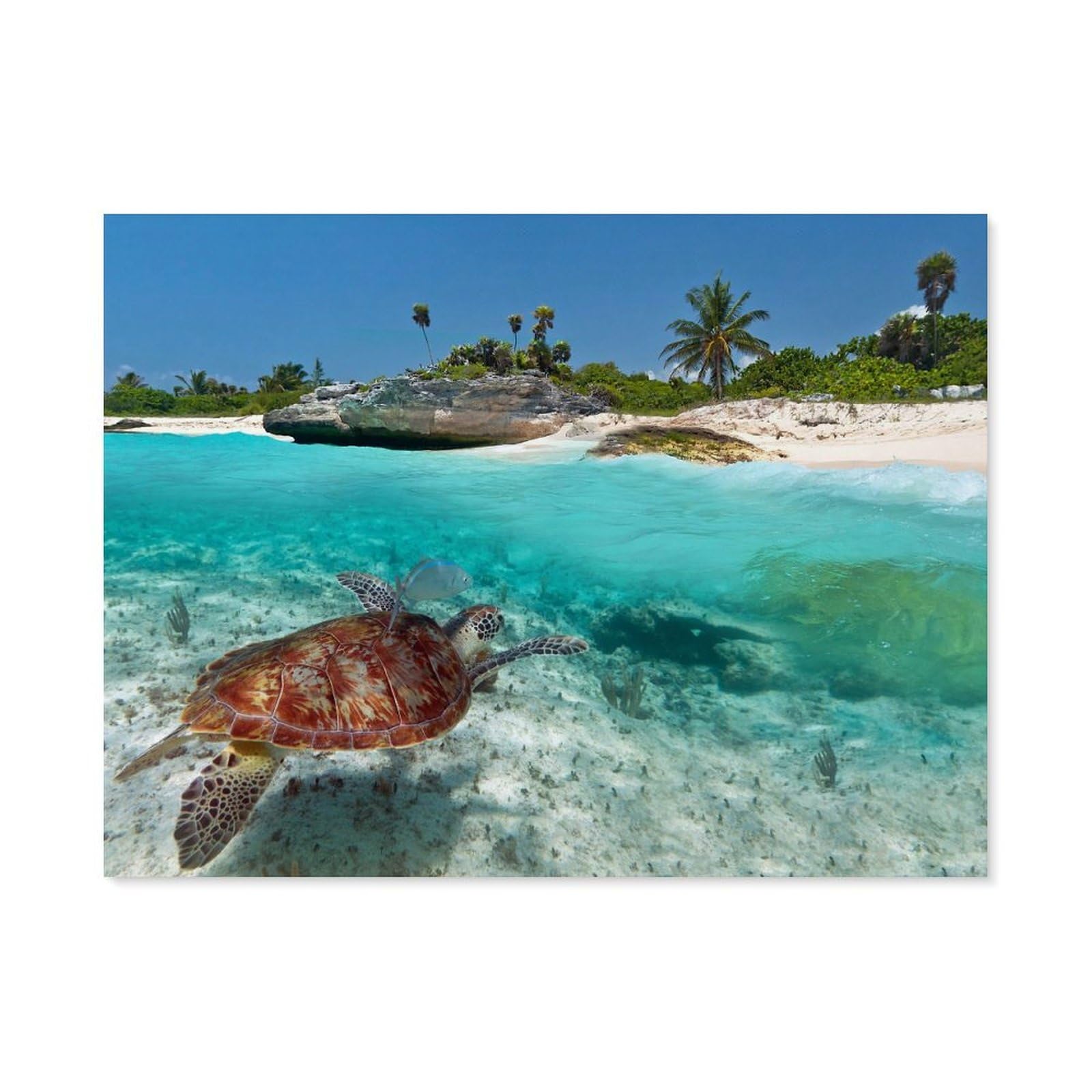 Paint by Numbers，Sea Turtle in the Sea，DIY Paint by Numbers Kits for Adults Kids,Canvas Oil Painting with Brushes and Acrylic Pigment Paint by Numbers Arts Craft for Home Wall Decor(50x60cm) -H44