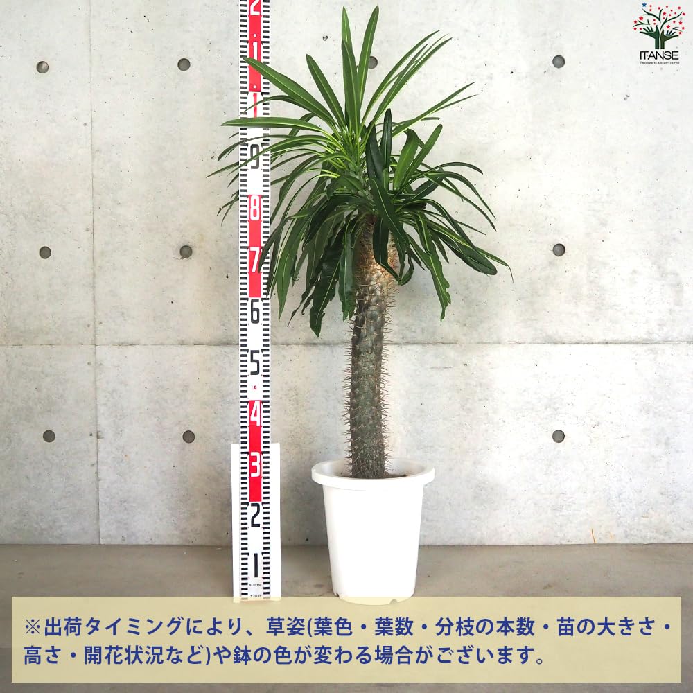 Amazon｜パキポディウム ラメリー 8号大苗【品種で選べる観葉植物/1個