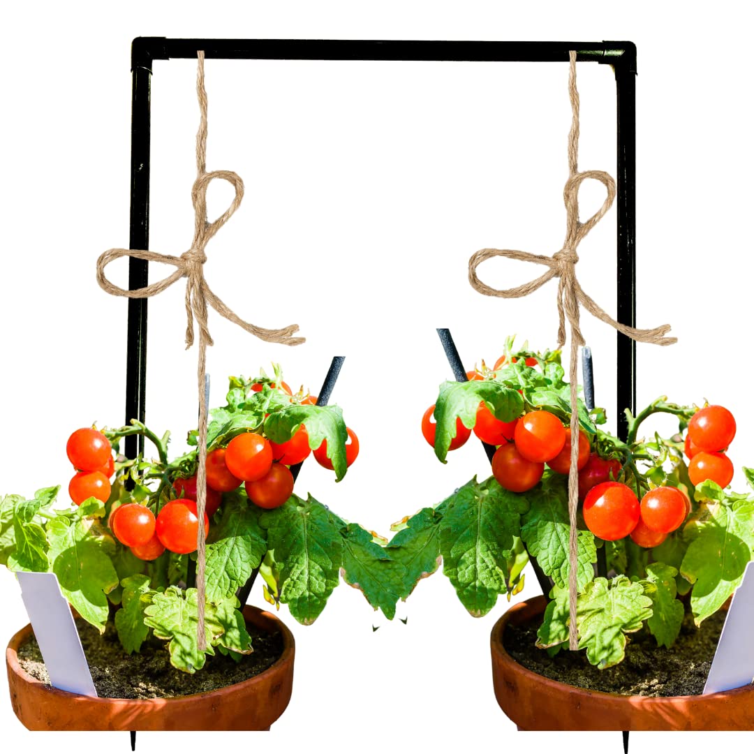 Plant Supporter for Creepers Vine Plant Support Stand Garden Trellis (3 Feet | Pack 0f 2) by Invelligen (B097R3YWCM) Amazon Price History, Amazon Price Tracker