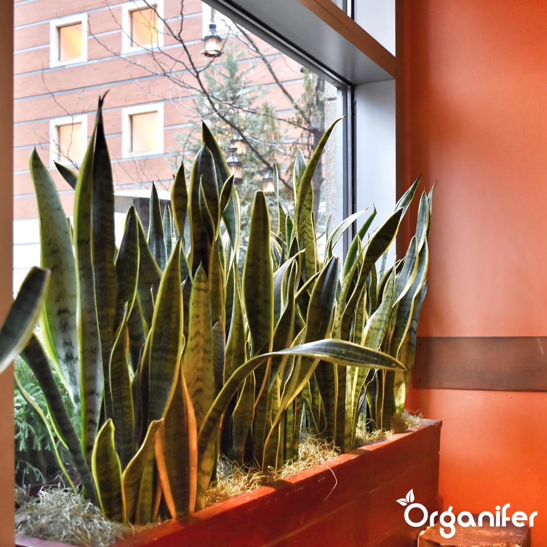 Engrais Liquide pour Sansevieria 1L, Organique, Croissance Rapide et Racines Fortes