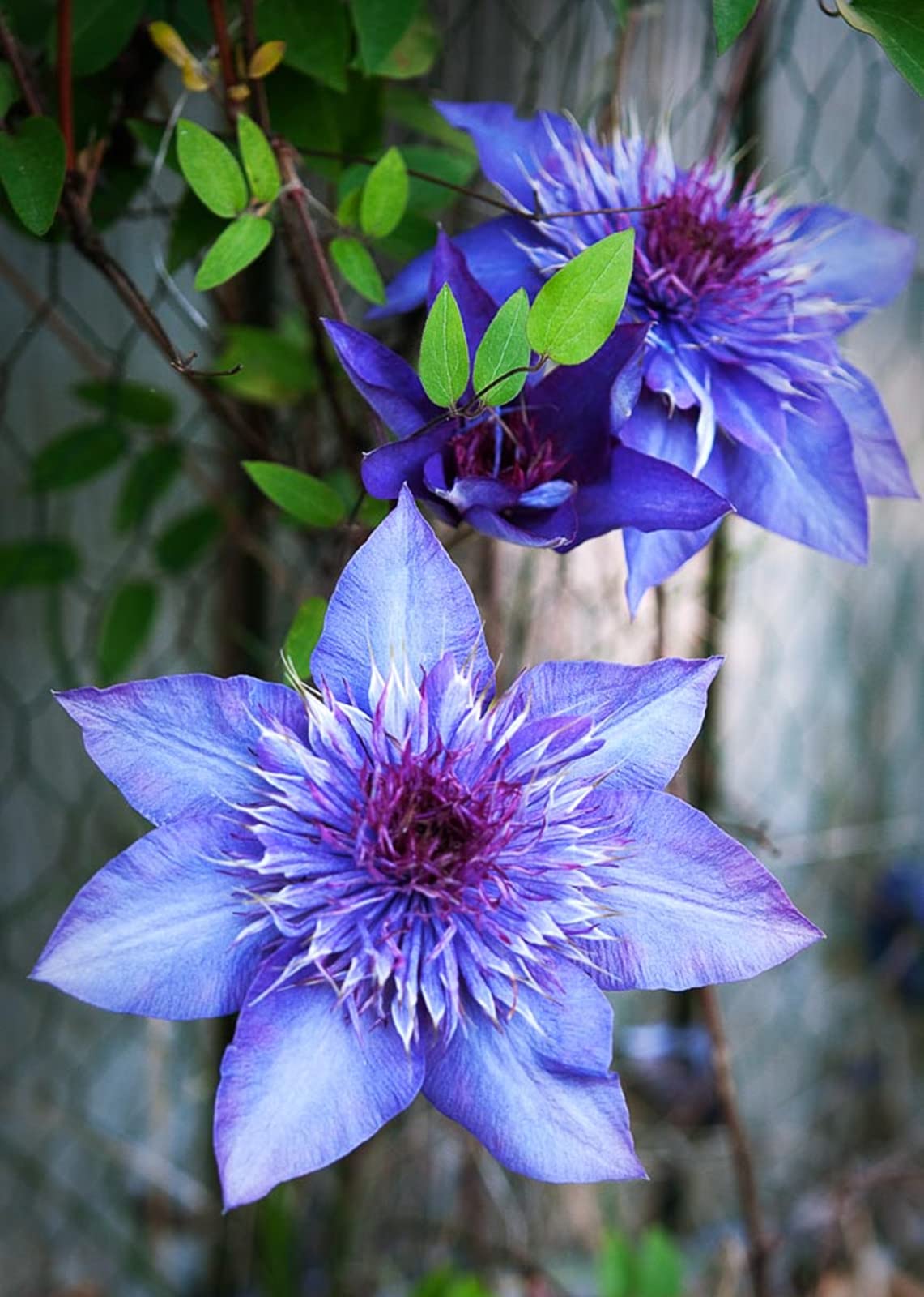 Clematis Vine Henryi All Year Planted Perennial Can Ready to Grow Well in Flower Pots Plant Gifts