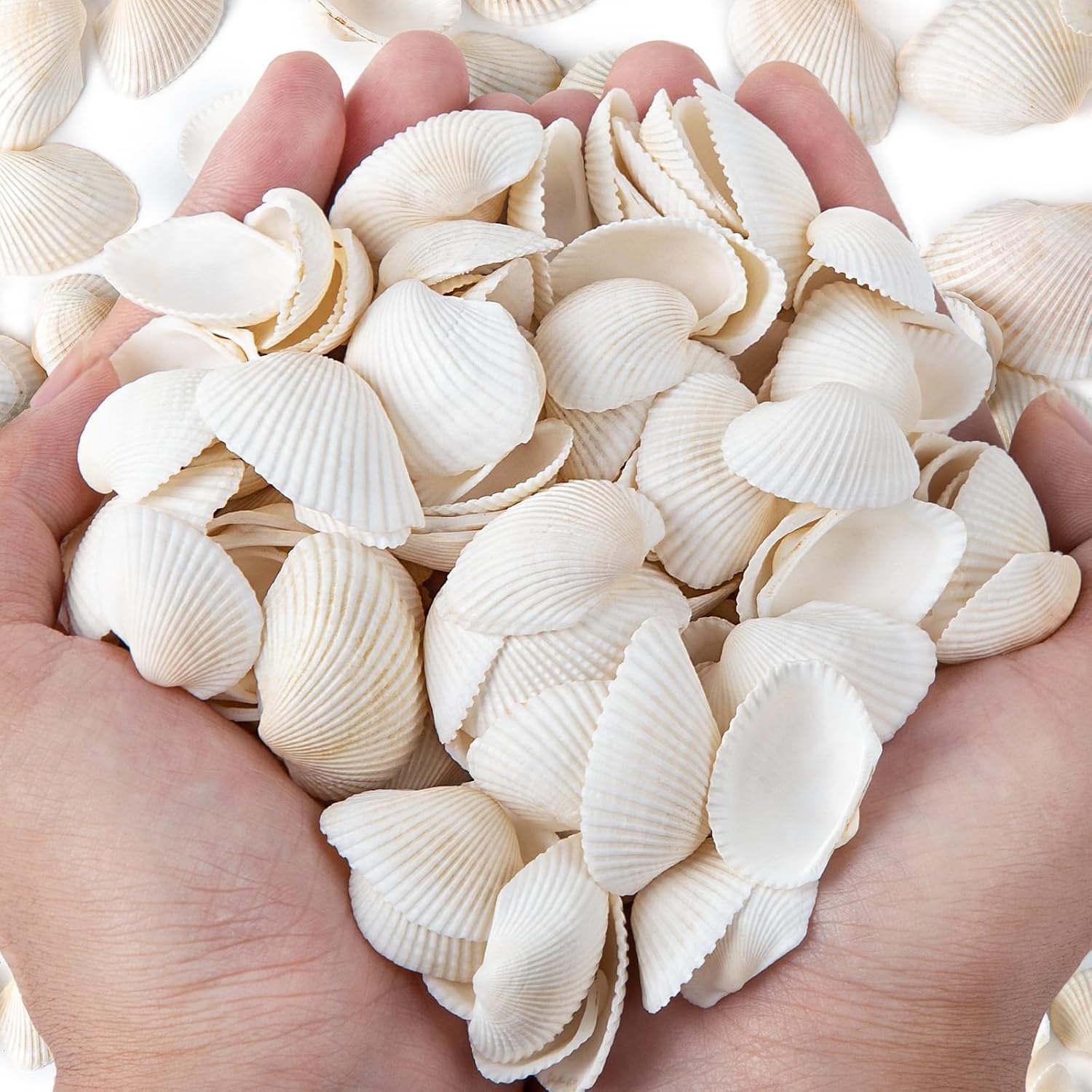 – 150 PCS Sea Shells 2.5-4 CM White Small Seashells for Crafting, Crafts DIY Painting Beaching Wedding Decoration, Beach Natural Shells Bulk (300g)