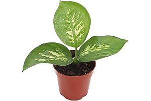 Dumb Cane Plant Live Indoor: Tropical Snow Dieffenbachia Compacta