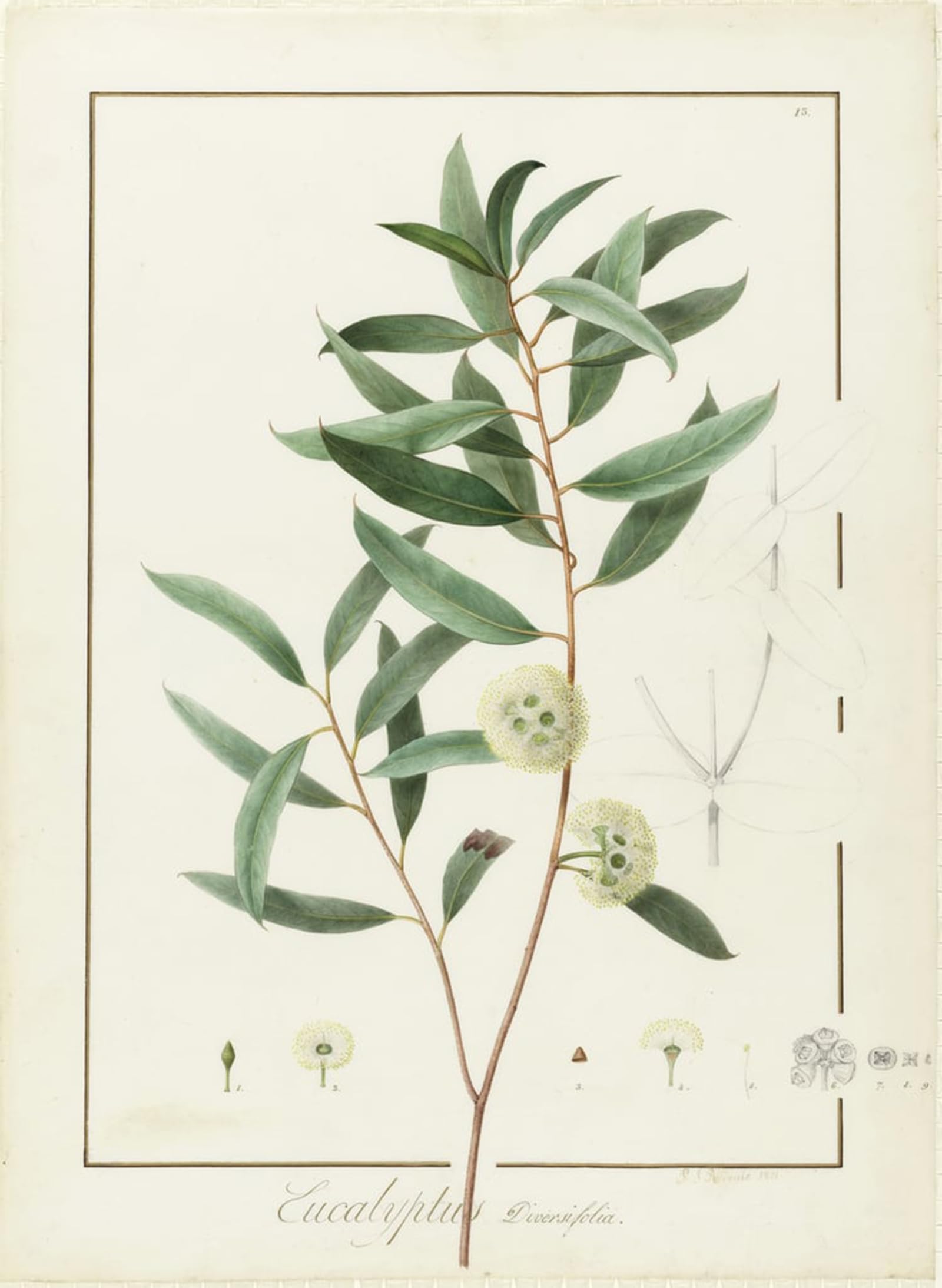 Impression d'affiches Eucalyptus Diversifolia Pierre Redouté 60x90cm - 5