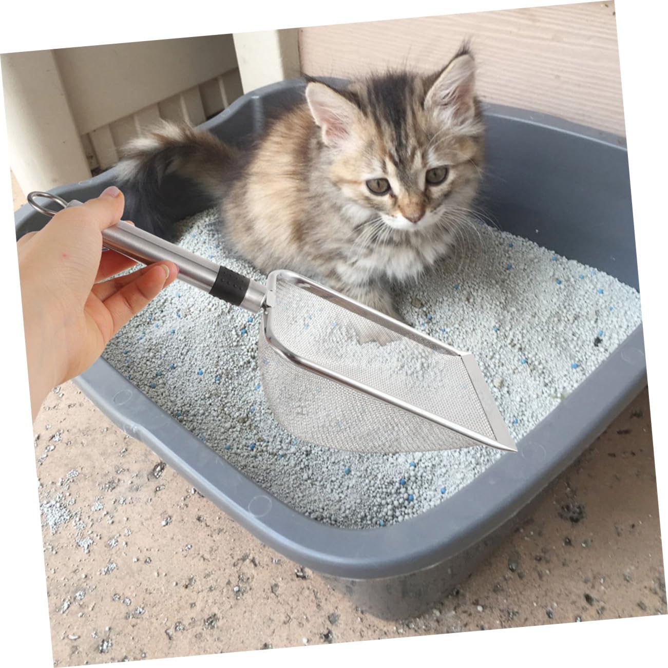 Toddmomy Arena De Acero Inoxidable para Hámsteres Gatos Serpientes Pala para Arena De Reptiles Alfombra para Perros Jaula para Cacatúas Hermético para Rocas Arena para