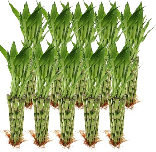 Live Lucky Bamboo - Paquete de 100 tallos de 12 pulgadas, plantas de interior vivas para decoración del hogar, artes y manualidades, y Feng Shui