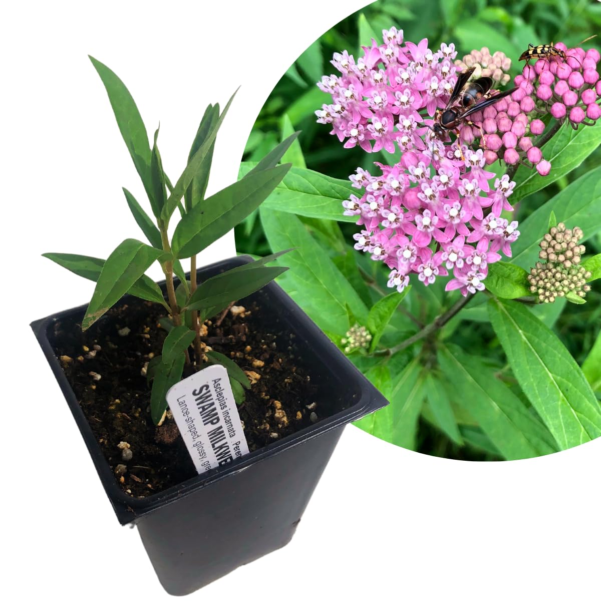 Smoke Camp Crafts Organic Swamp Milkweed