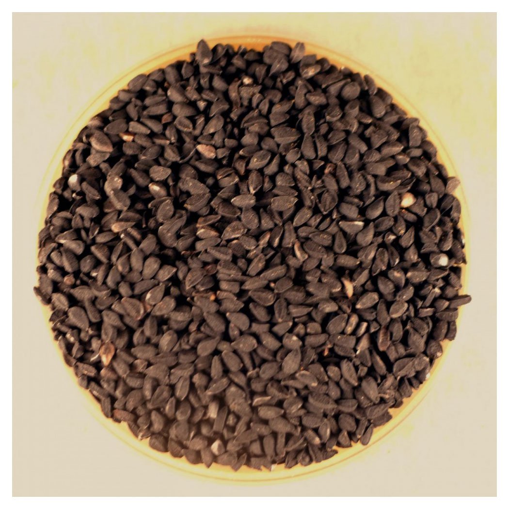 Nigella Sativa Seeds - 10 lbs Bulk
