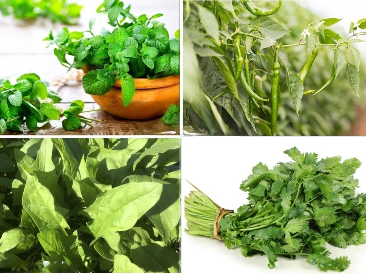 Gromax India Summer Collection | Mint, Coriander,Chilli, Katedar Palak | Vegetable Seed 4 Rare Variety Combo (B09NBRPMS1) Amazon Price History, Amazon Price Tracker