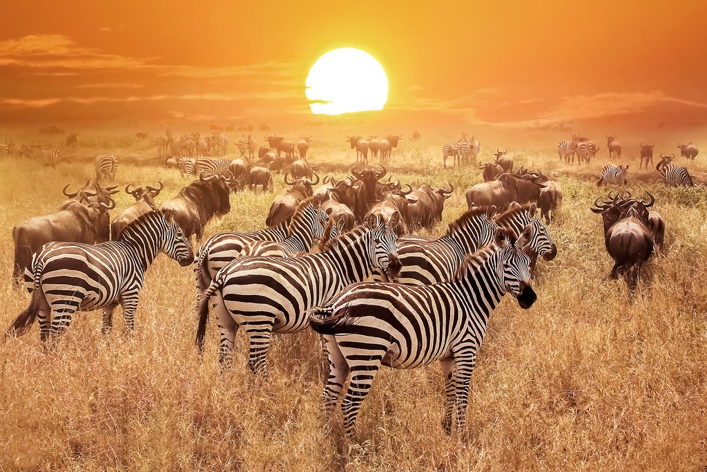 Amazon.com: Zebra at Sunset Serengeti National Park Tanzania
