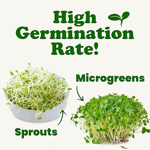 Miniatura 7 de Semillas de trébol orgánicas para germinar, 10 libras, sin OMG, puras, veganas, kosher, a granel. Semillas comestibles. Ricas en vitaminas,