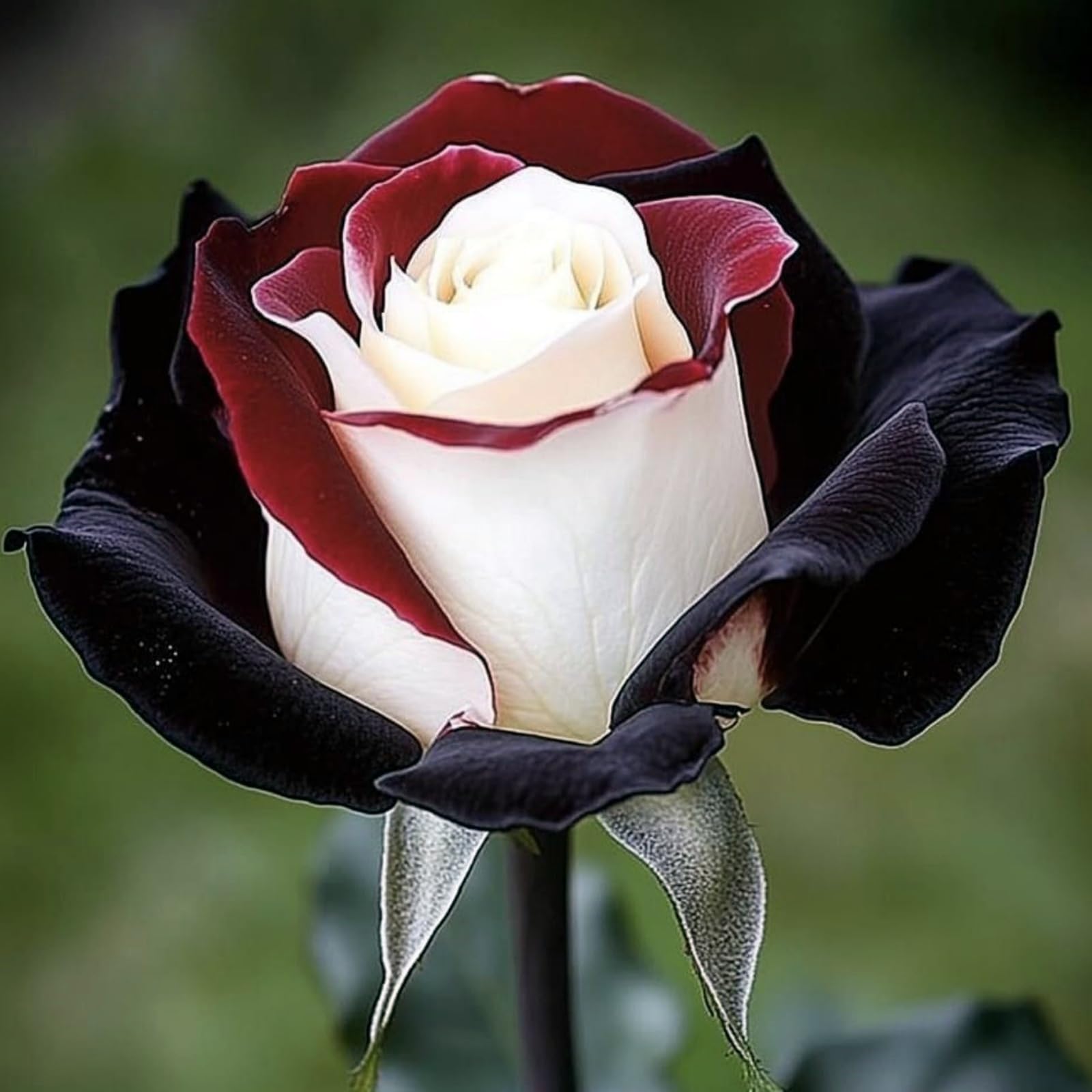 Beautiful Rose Rhizome, Hardy Perennial, Garden Decoration, No Watering Required, Professional Planting, Suitable for Spring and Autumn-1 Rhizome-H