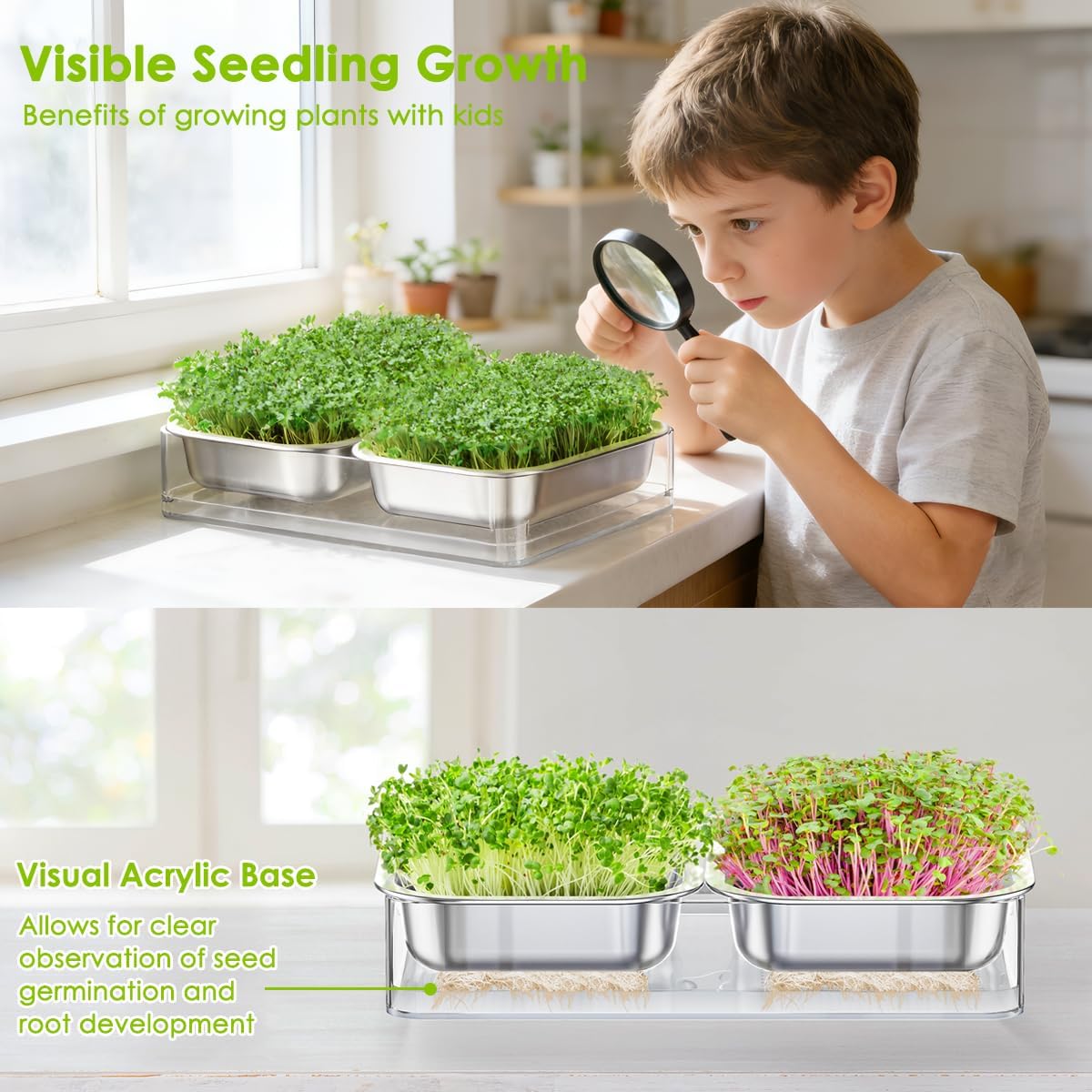 FANHAO Upgraded Visual Seed Sprouter Tray, Stainless Steel Soil-Free Cultivation Germination Tray with Acrylic Base, Healthy Microgreens Growing Kit for Indoors Sprouting Seeds, Grow Grass, Beans